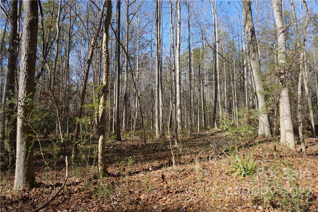 10.64 Ac Burree Road 6 Property Photo 9