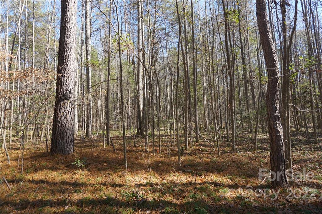 10.64 Ac Burree Road 6 Property Photo 16