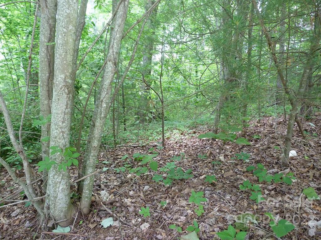 201 Bent Pine Trace 180 Property Photo 9