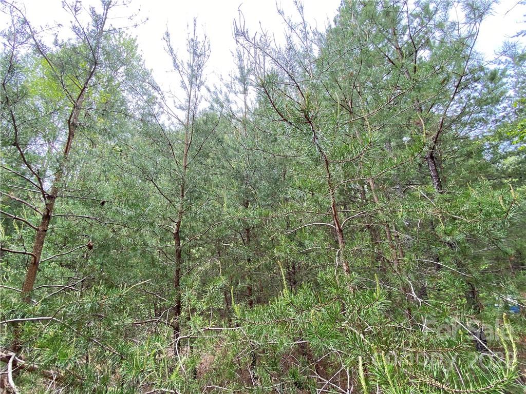 00 Sunrise Trail Property Photo 24
