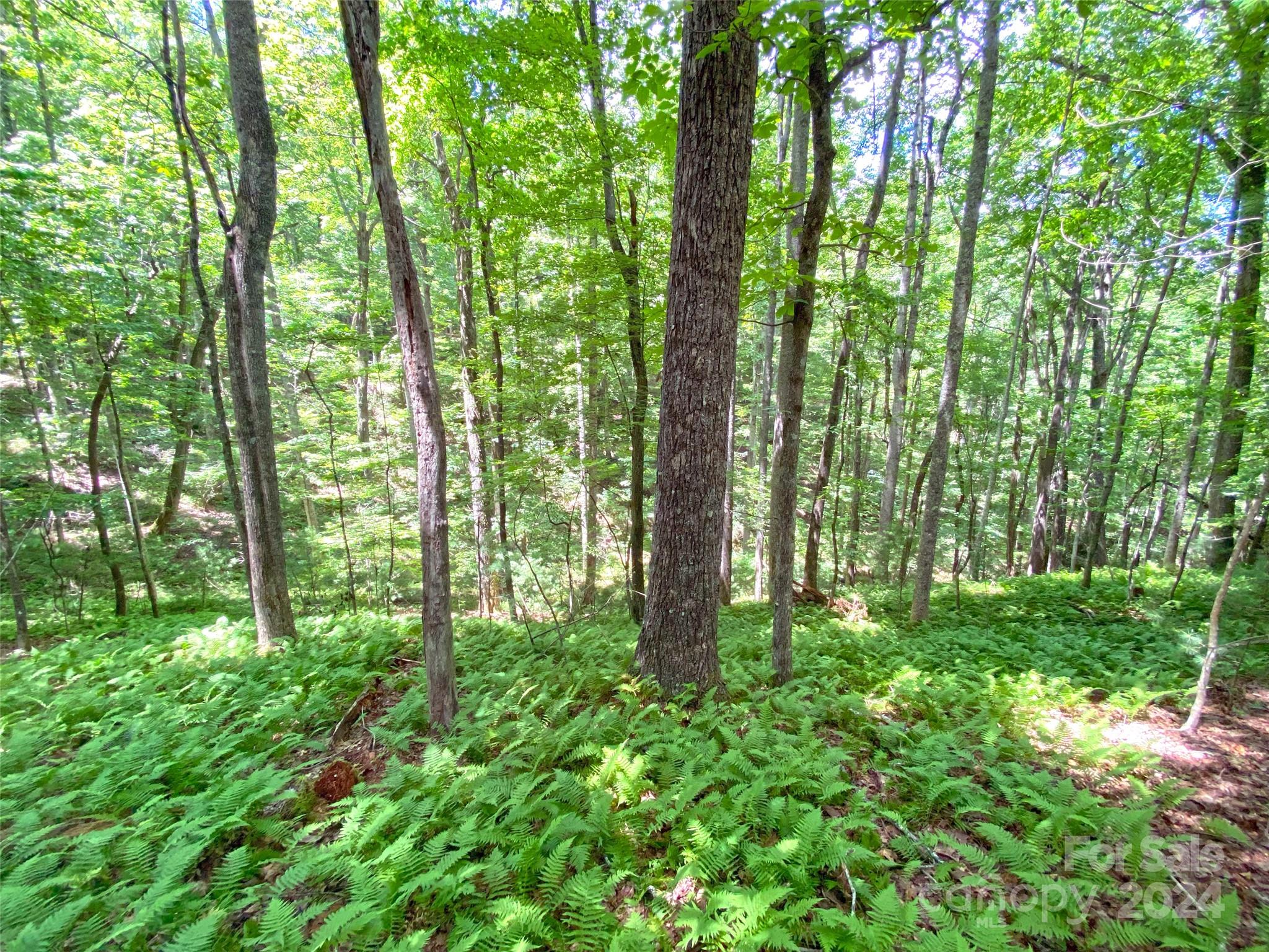 Tbd Hickory Tree Lane Property Photo 2