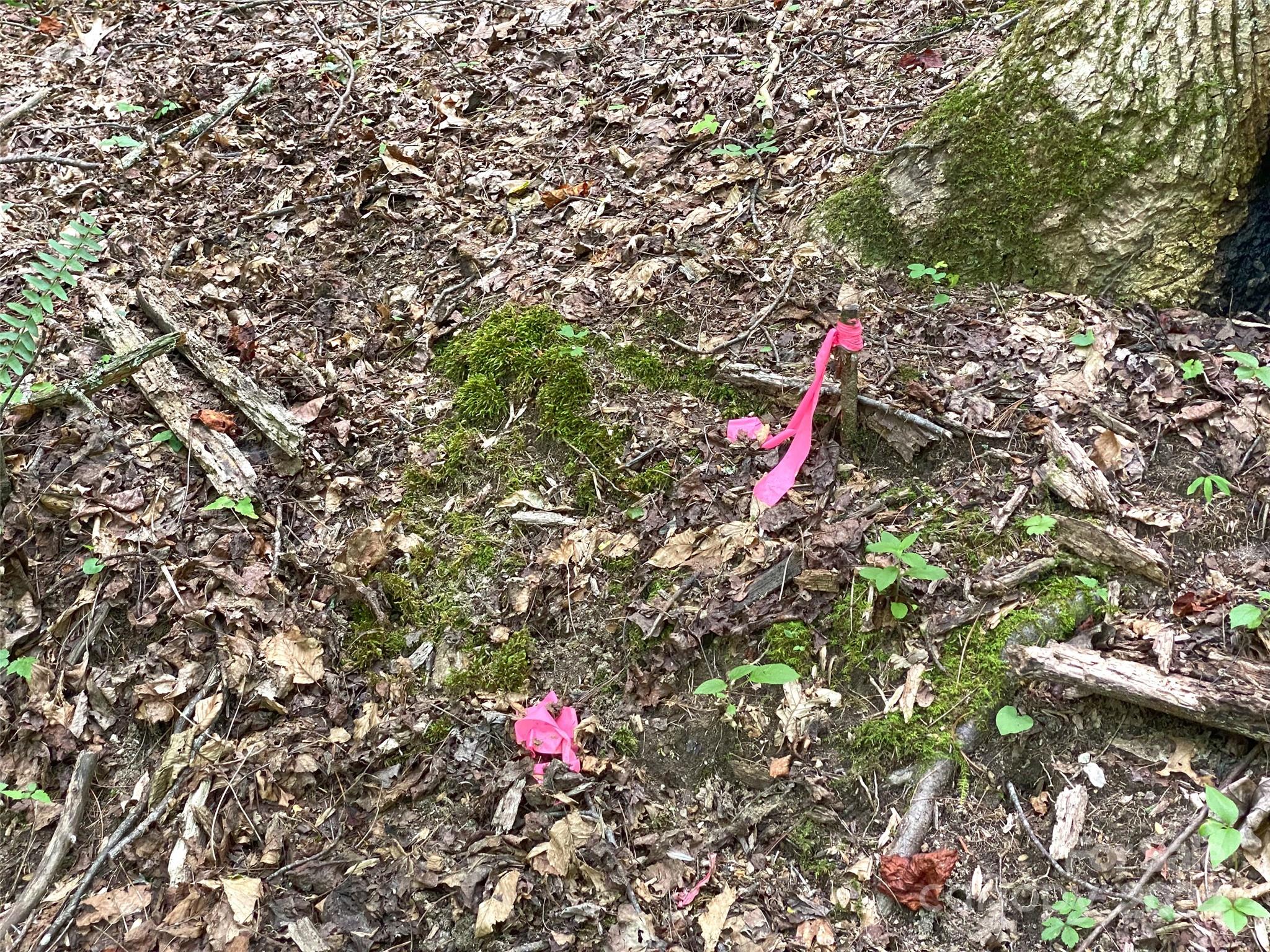 Tbd Hickory Tree Lane Property Photo 8