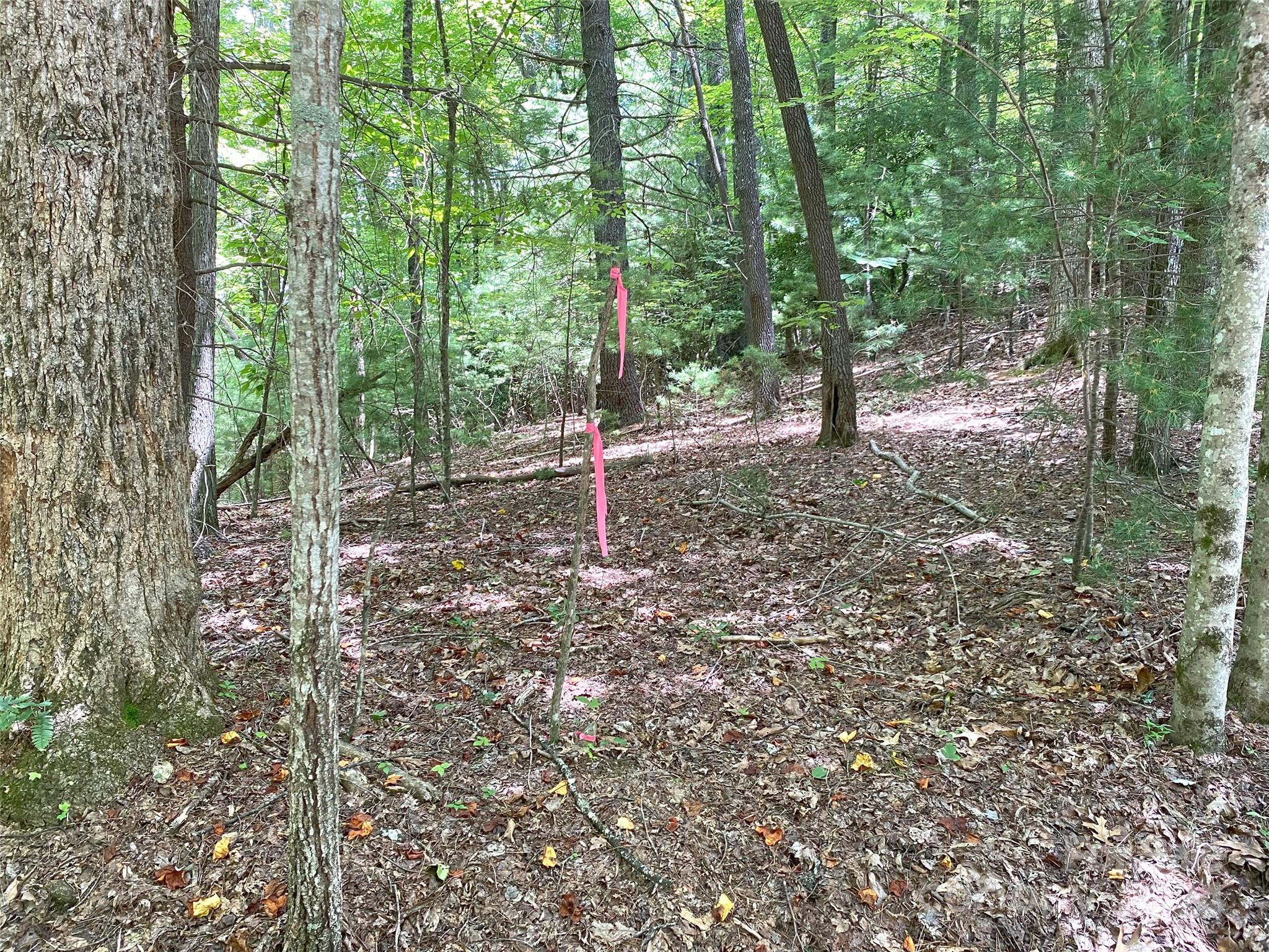 Tbd Hickory Tree Lane Property Photo 9