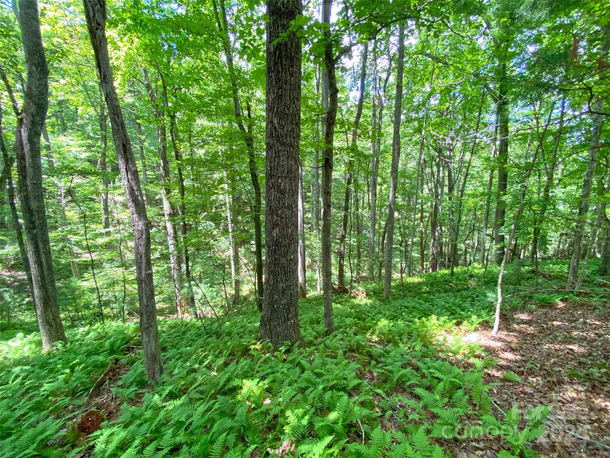 Tbd Hickory Tree Lane Property Photo 13