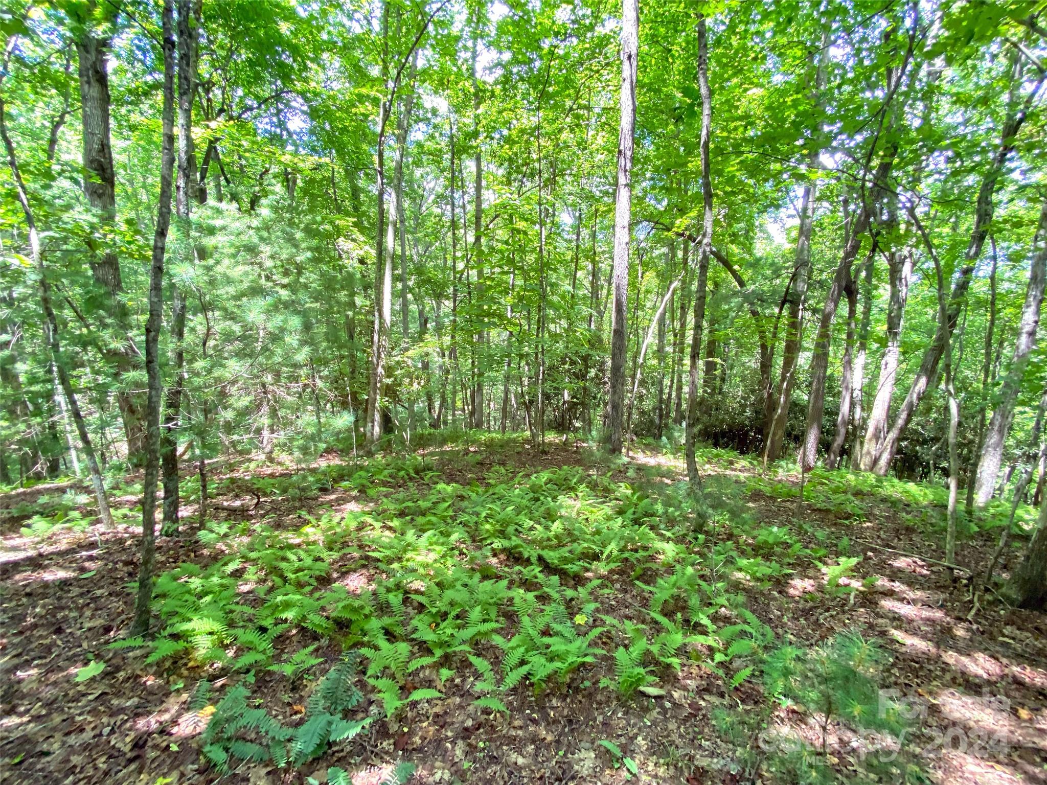 Tbd Hickory Tree Lane Property Photo 15
