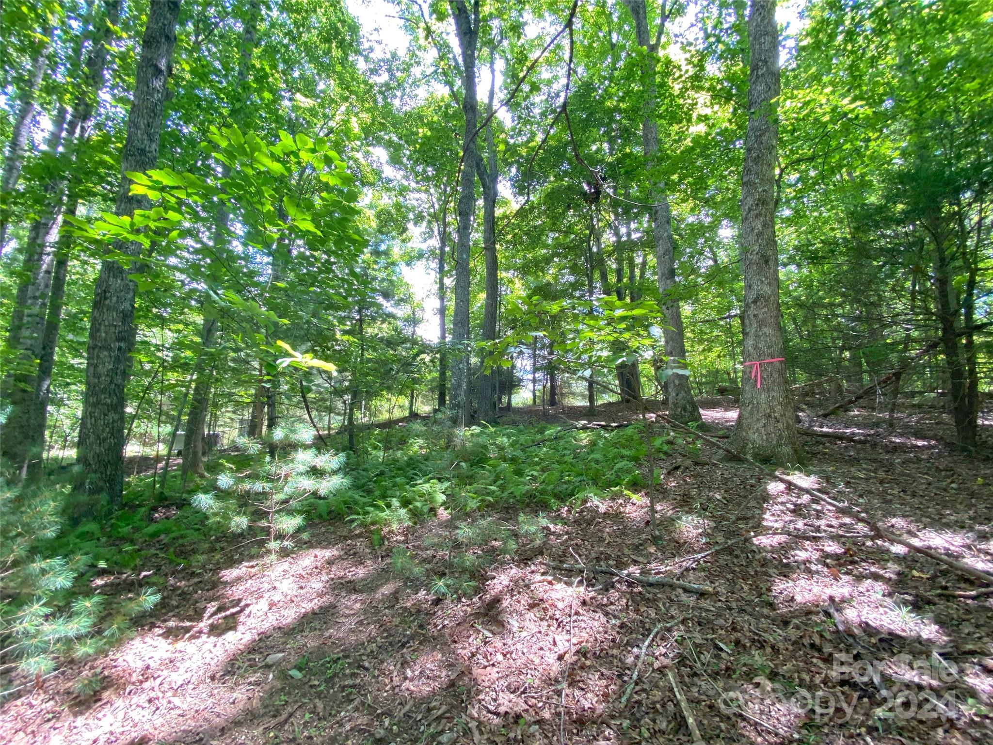 Tbd Hickory Tree Lane Property Photo 16