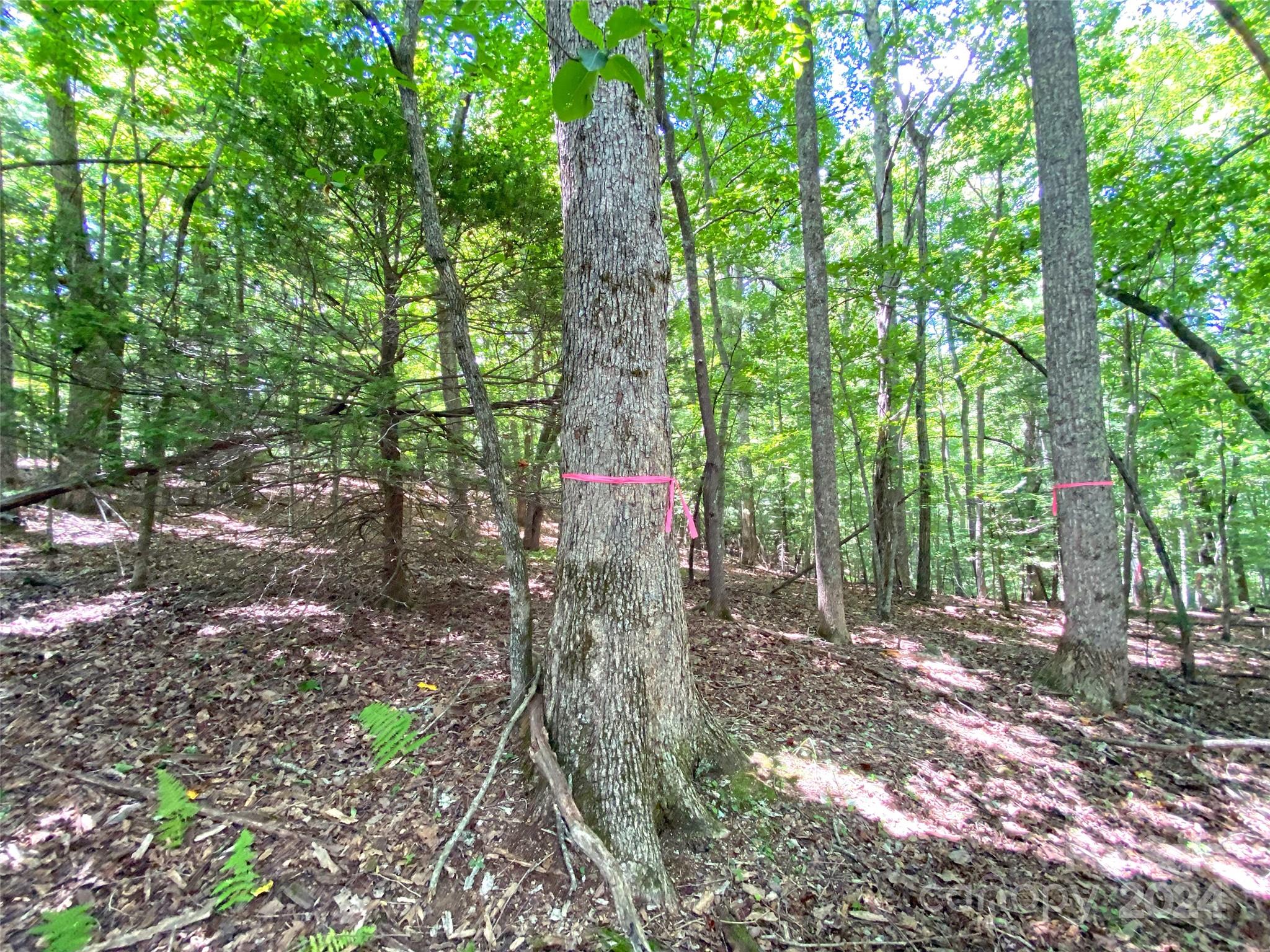 Tbd Hickory Tree Lane Property Photo 17
