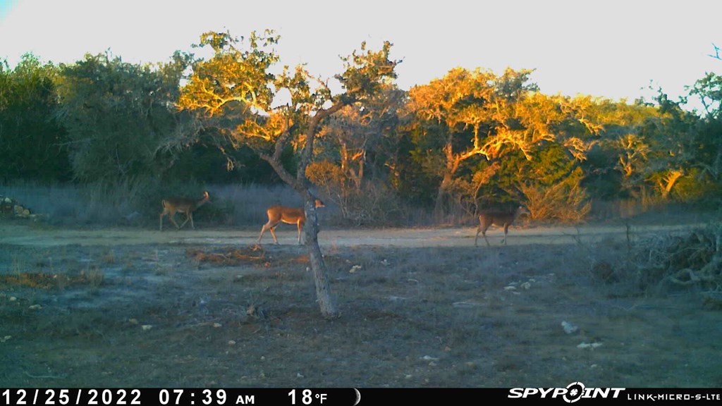 Lot 12 Byrd Ranch Rd # 12 Property Photo 9