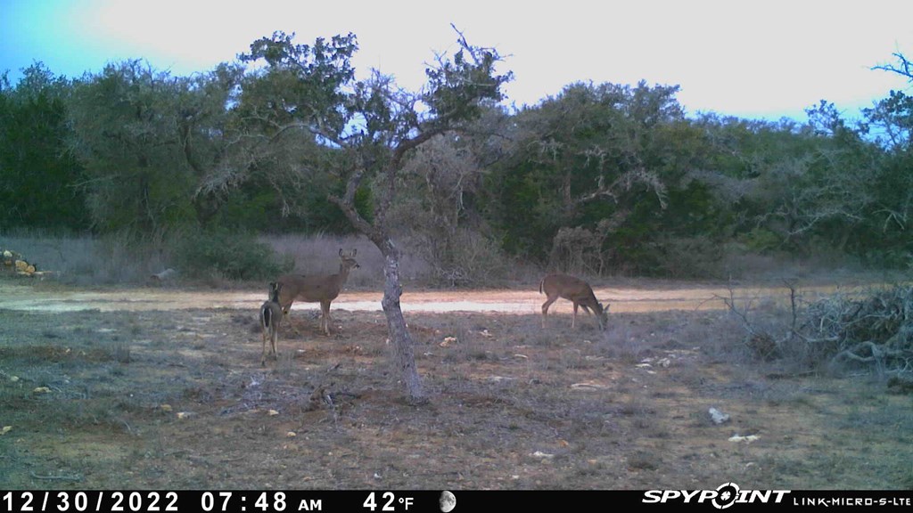 Lot 12 Byrd Ranch Rd # 12 Property Photo 22