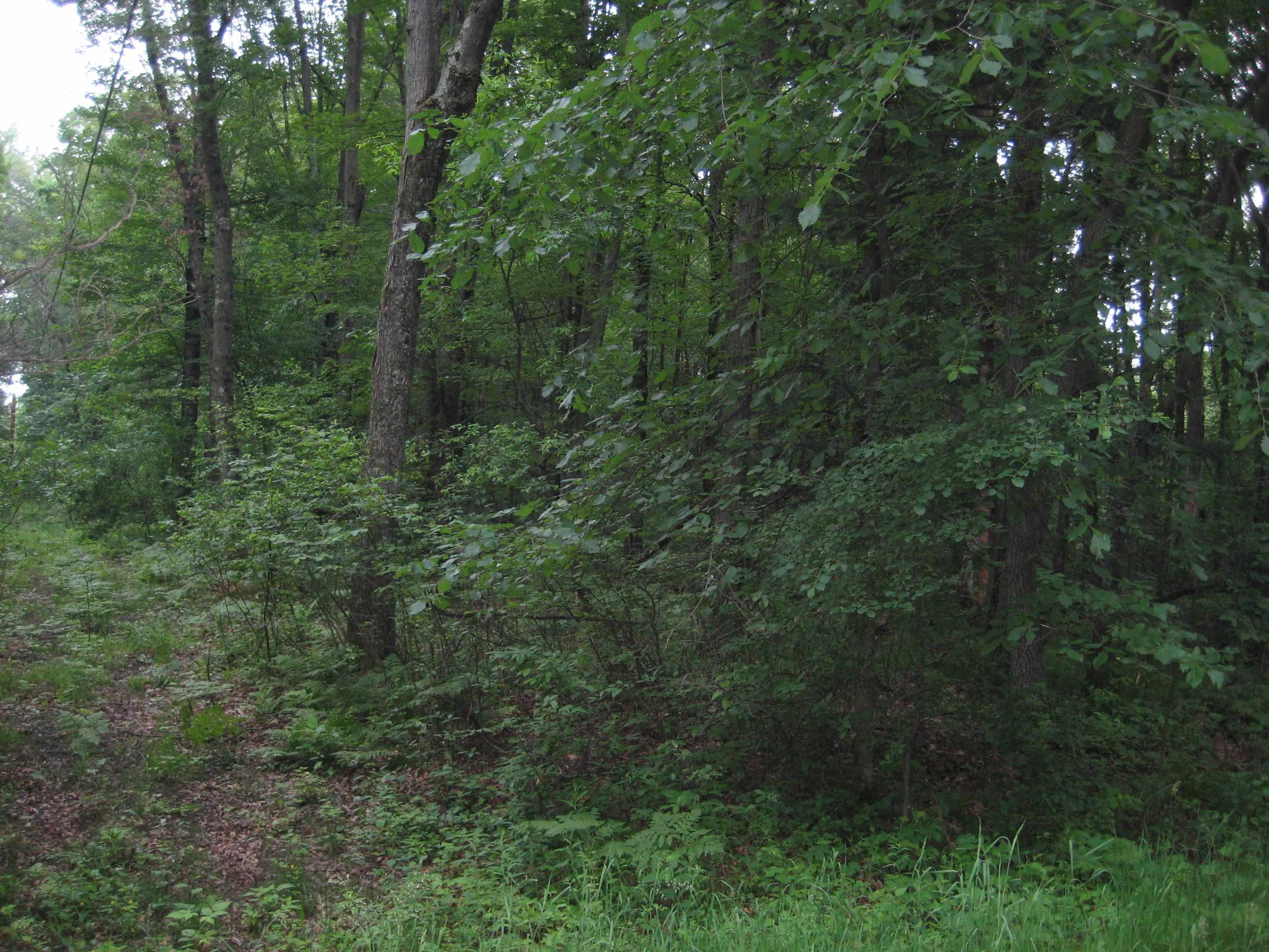 Lot 4 ALGOMA STREET