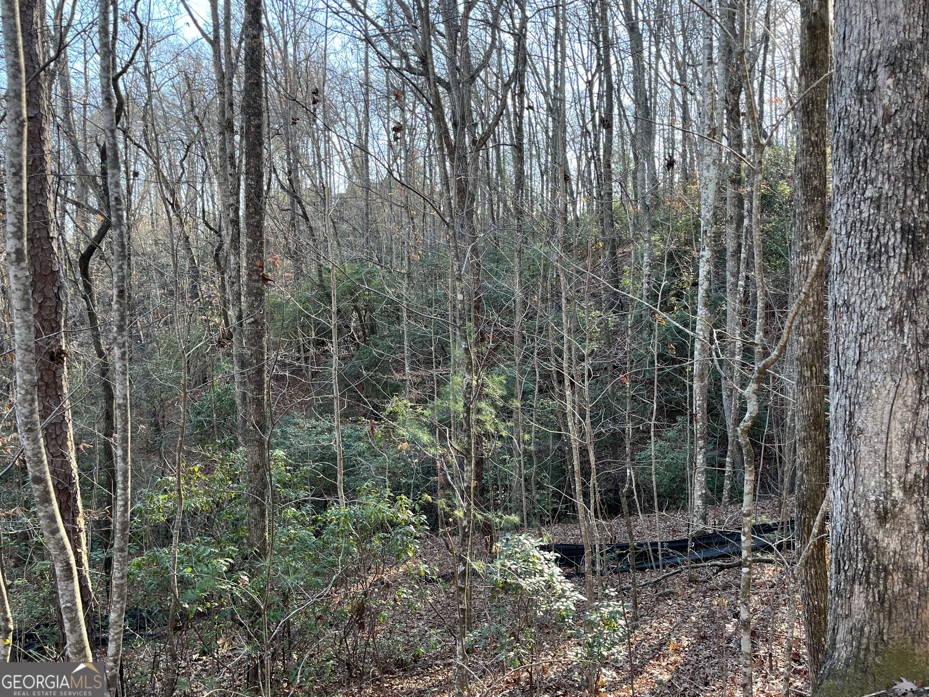 0 Forest Canopy Way Lot 8 Property Photo