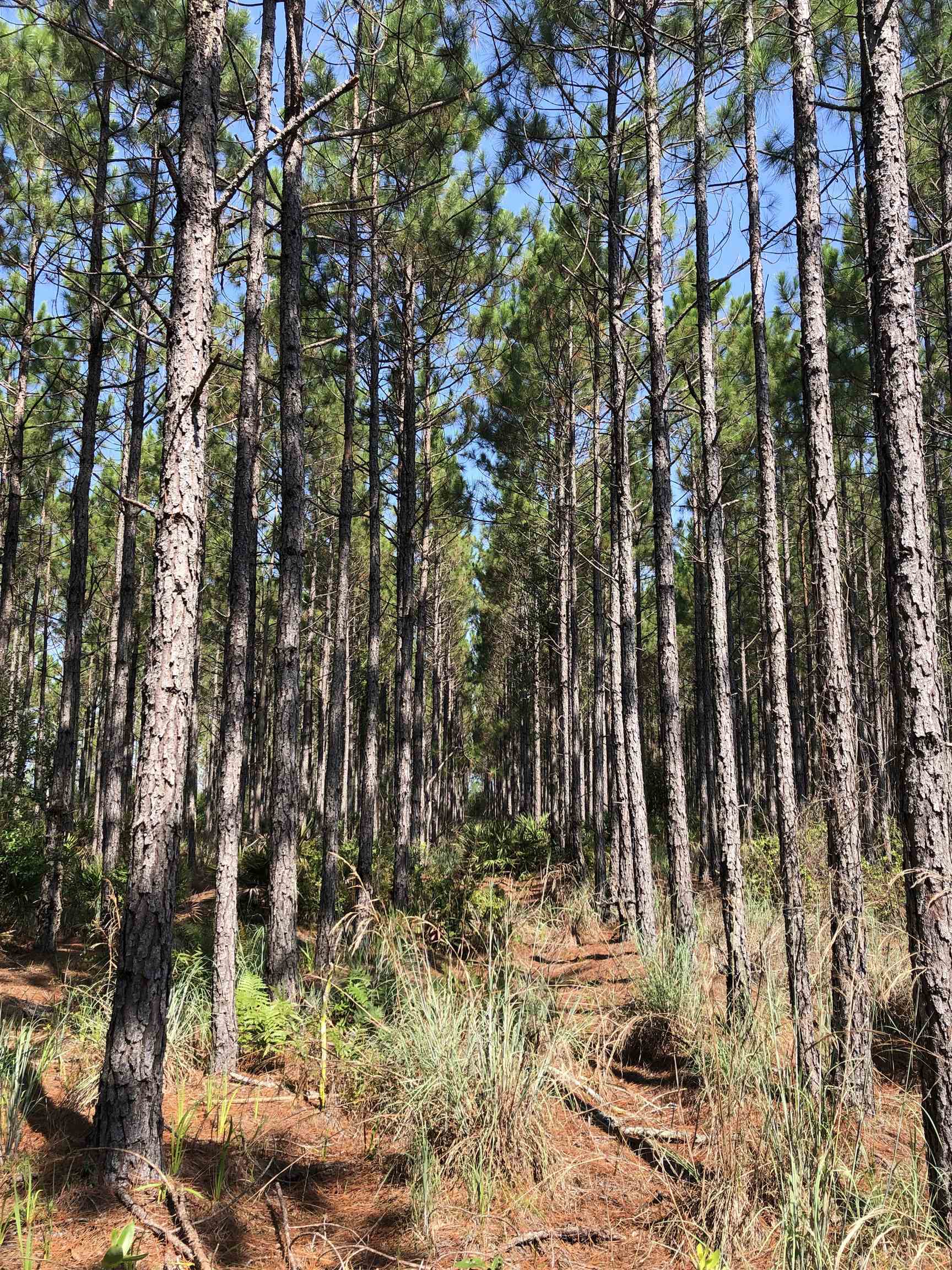 0 Valdosta Highway Property Photo 1