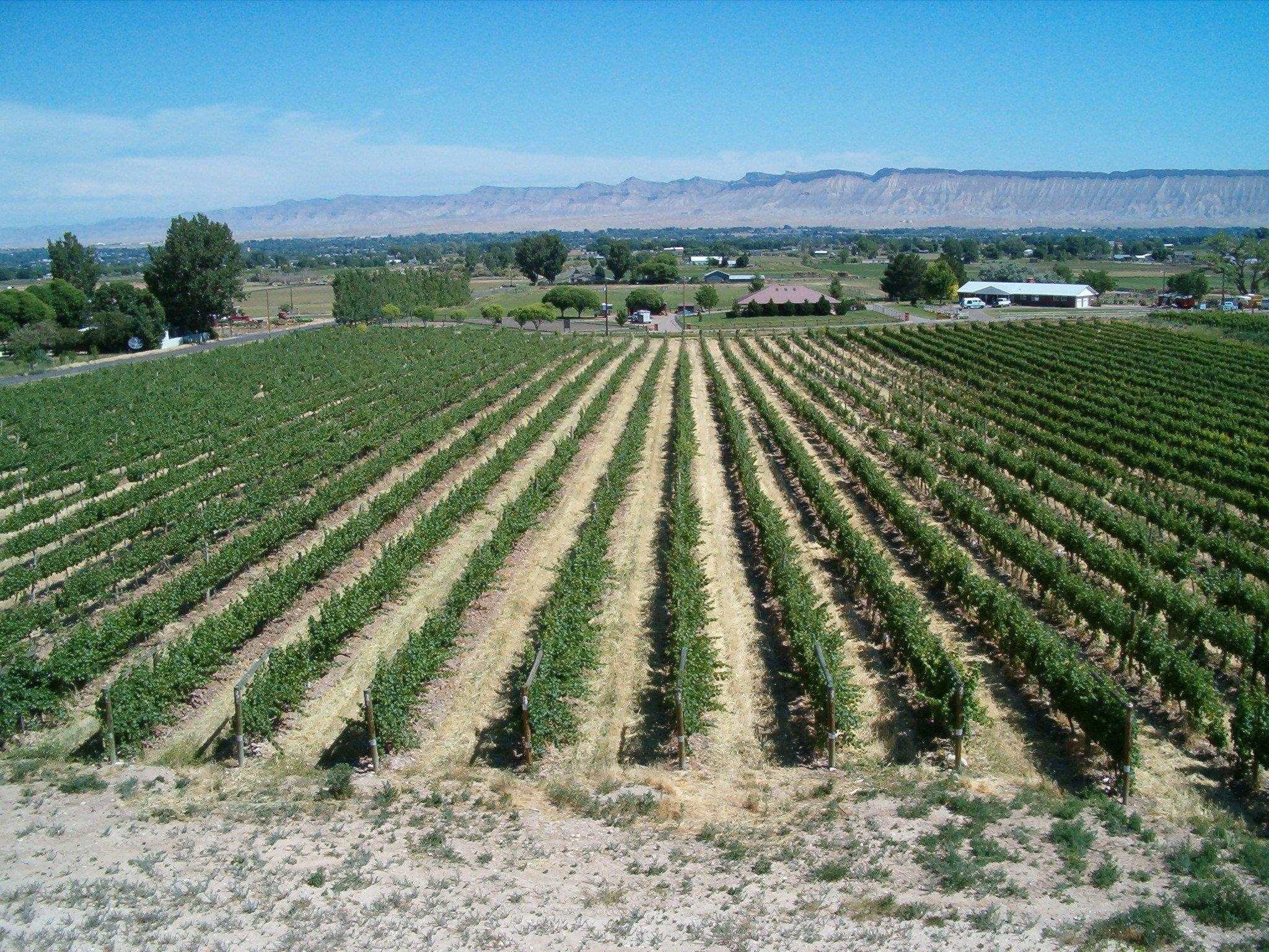 Vineyards Real Estate Listings Main Image