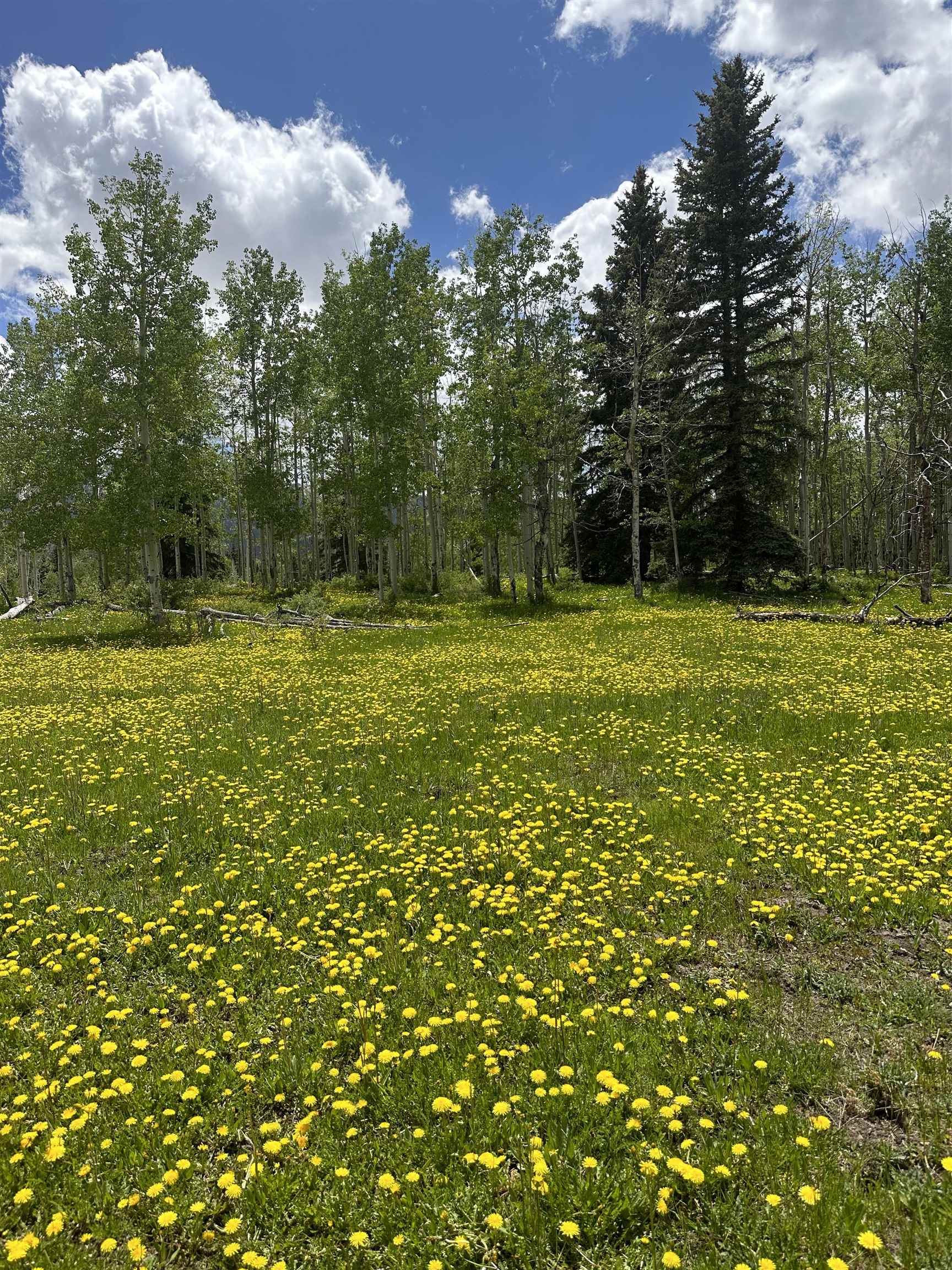 Tbd County Road 5 Property Photo 6