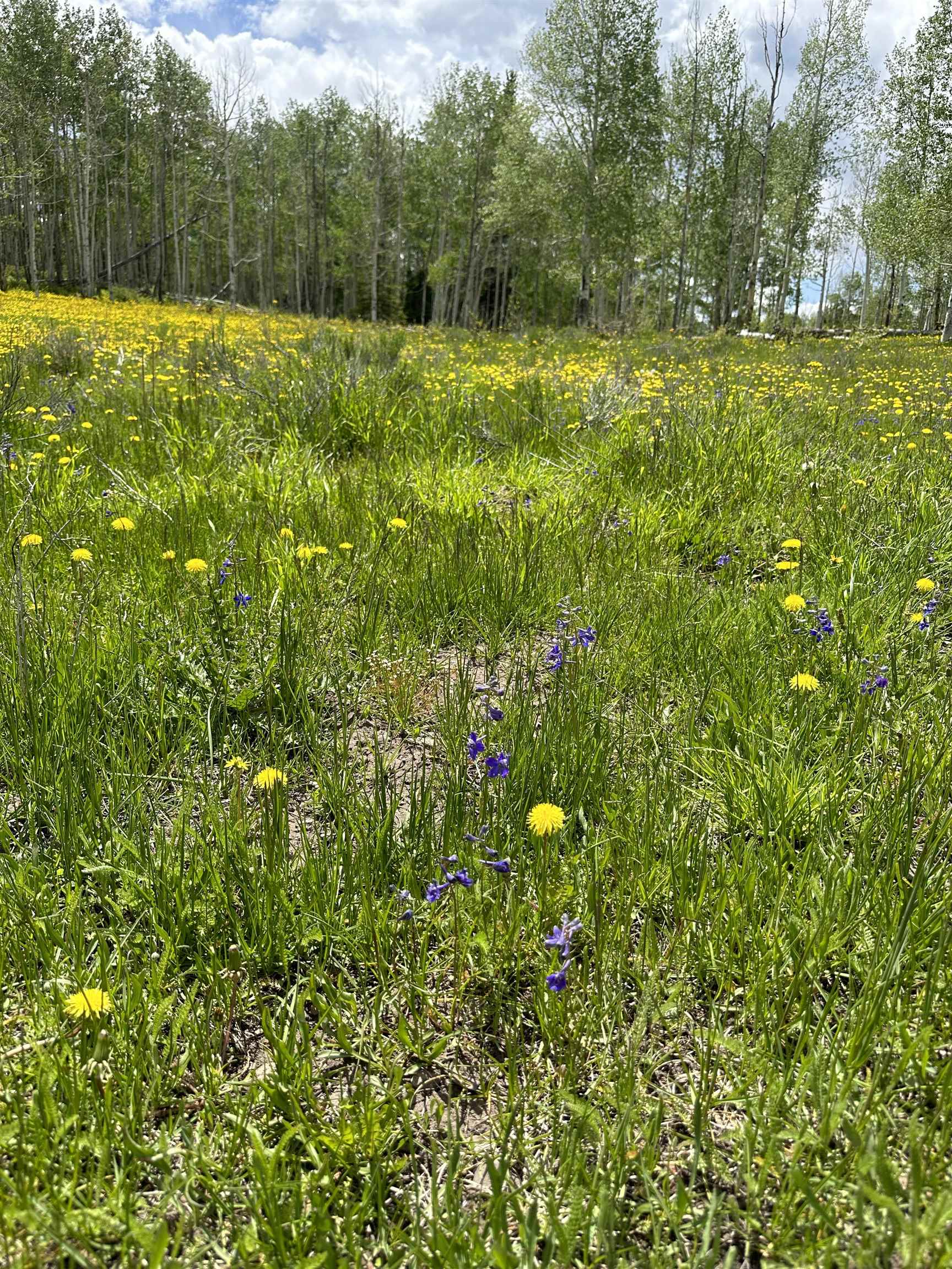 Tbd County Road 5 Property Photo 7