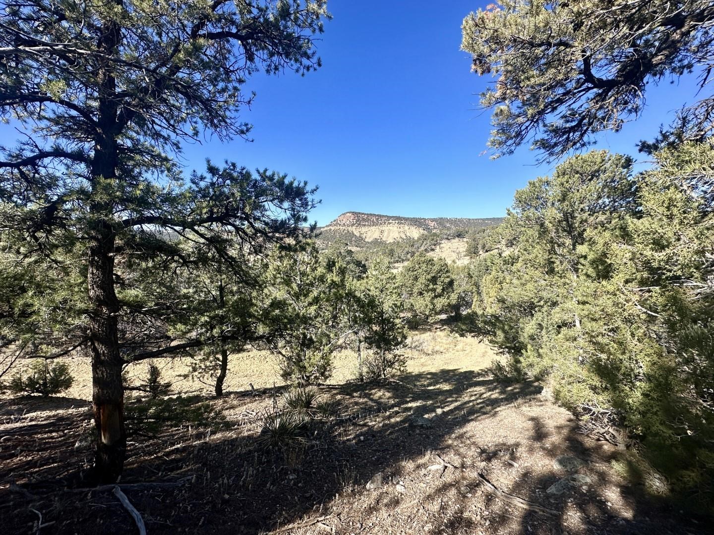 Tbd Cactus Park Road Property Photo 15