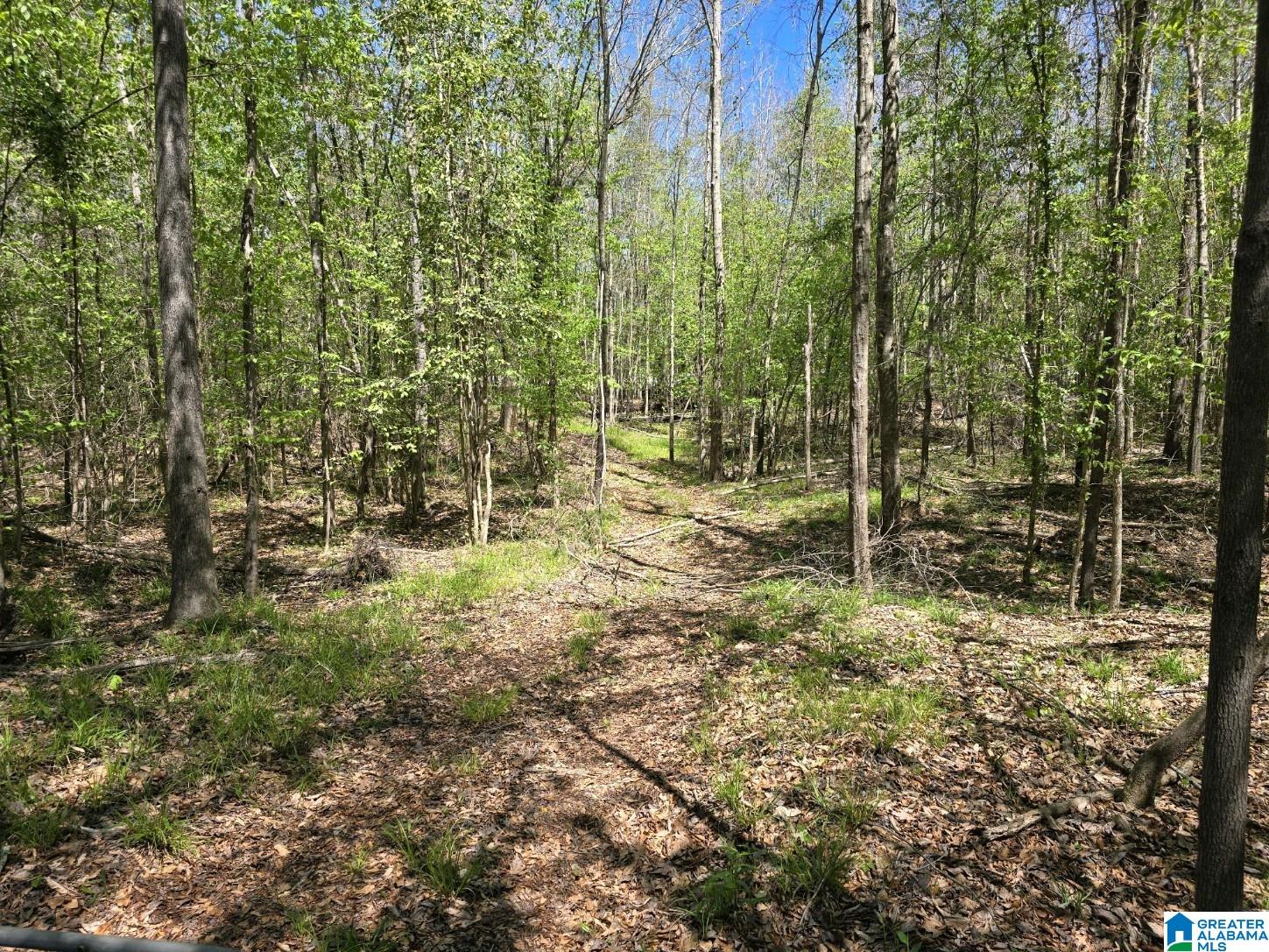 0 Highway 82 Property Photo 8
