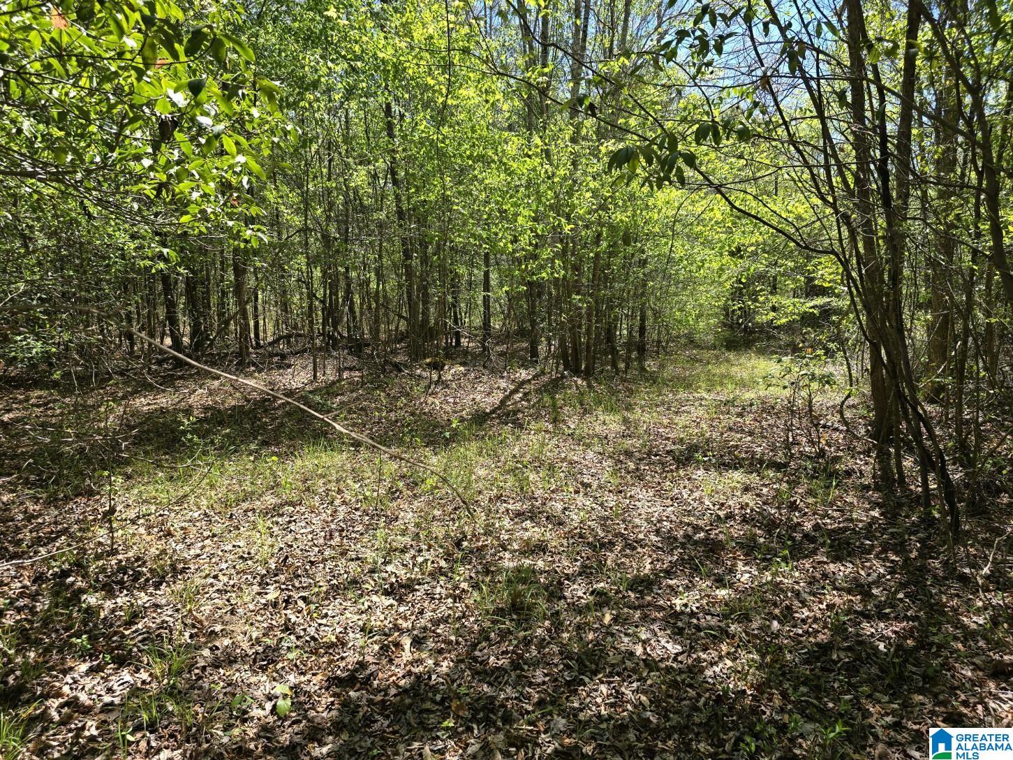 0 Highway 82 Property Photo 14