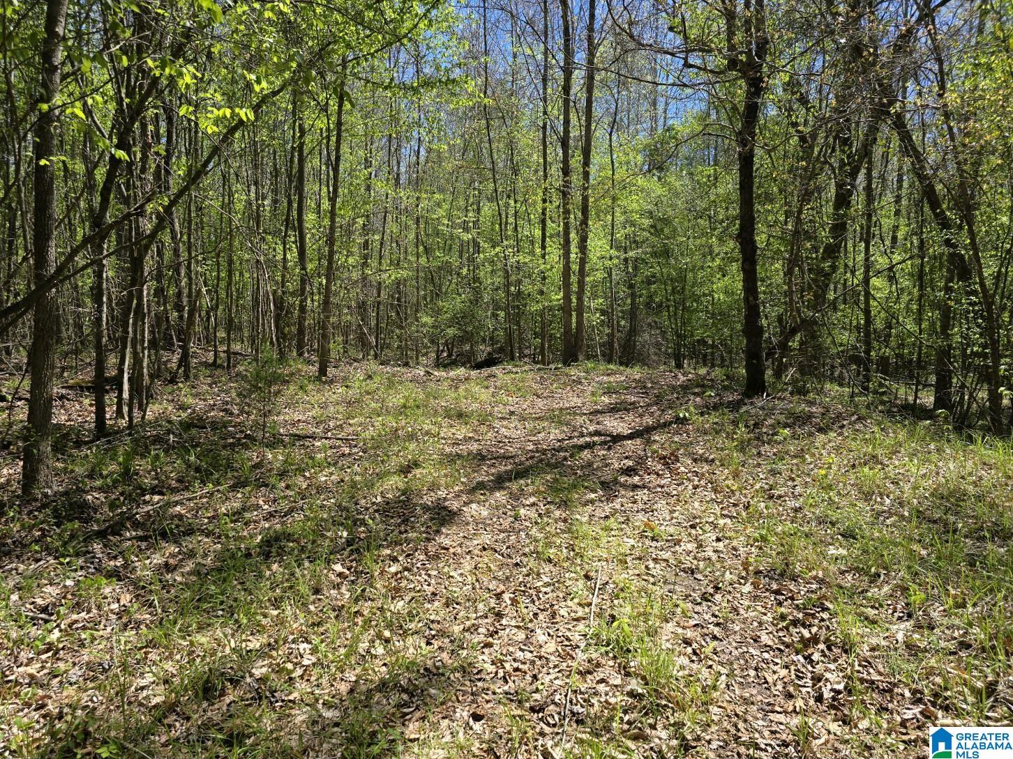 0 Highway 82 Property Photo 16