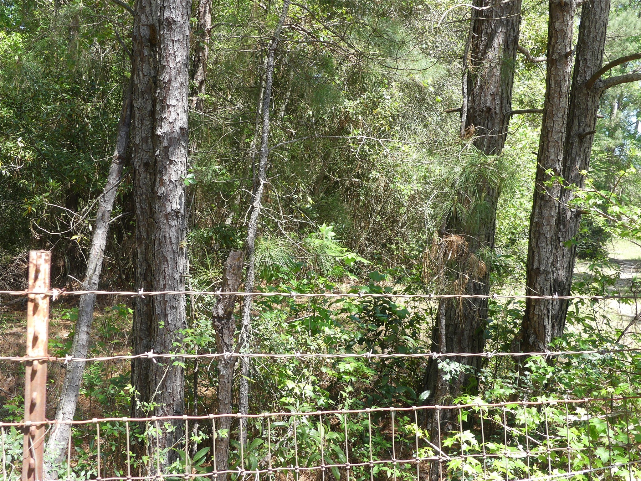 10994 Kittys Lane Property Photo 5