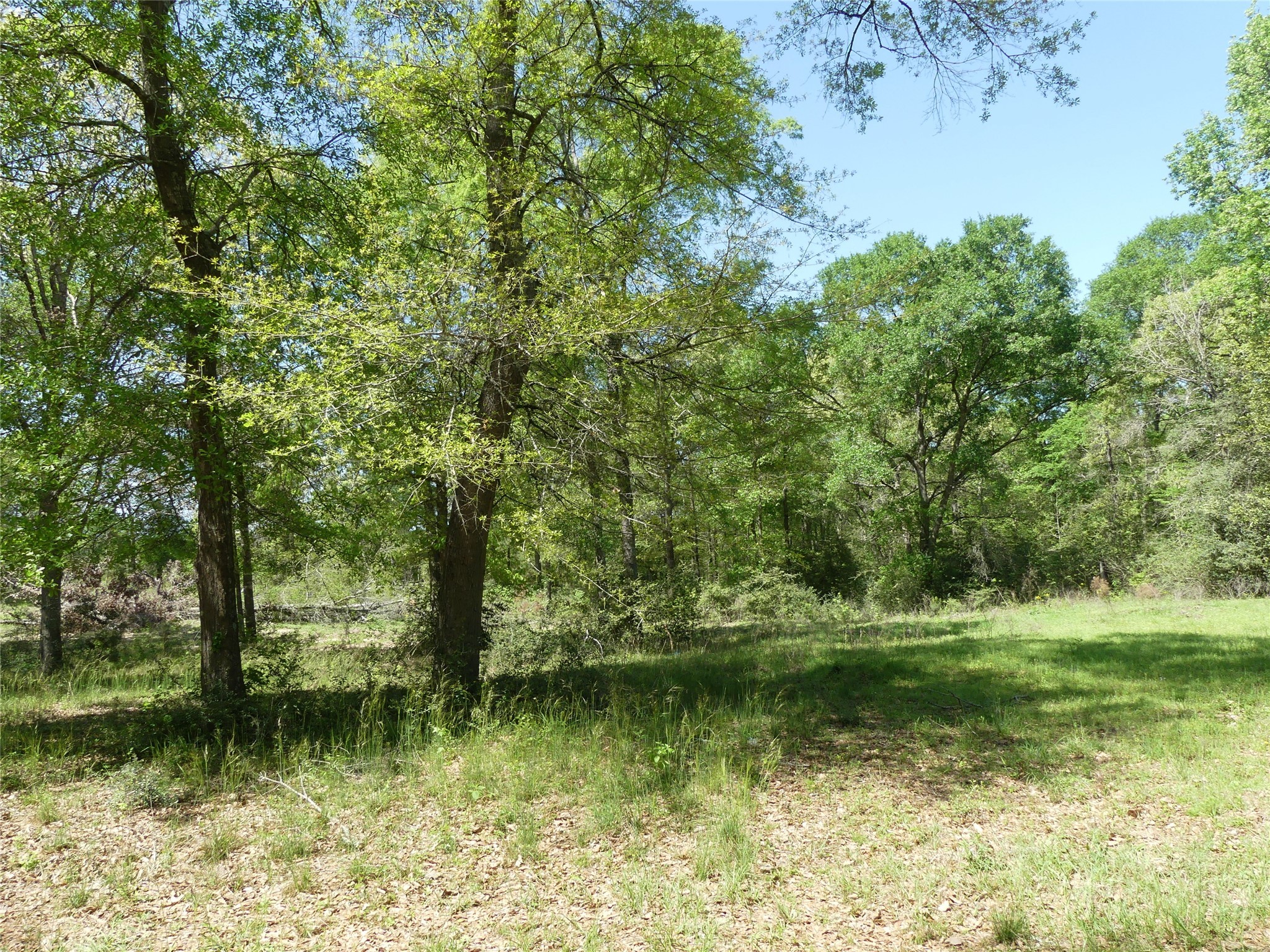 10994 Kittys Lane Property Photo 10