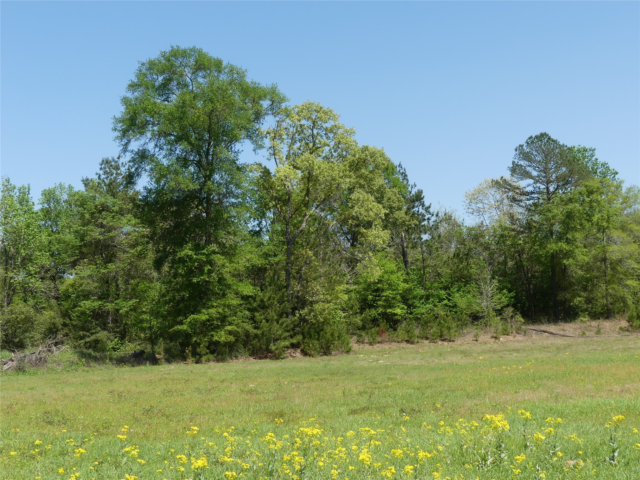 10994 Kittys Lane Property Photo 24