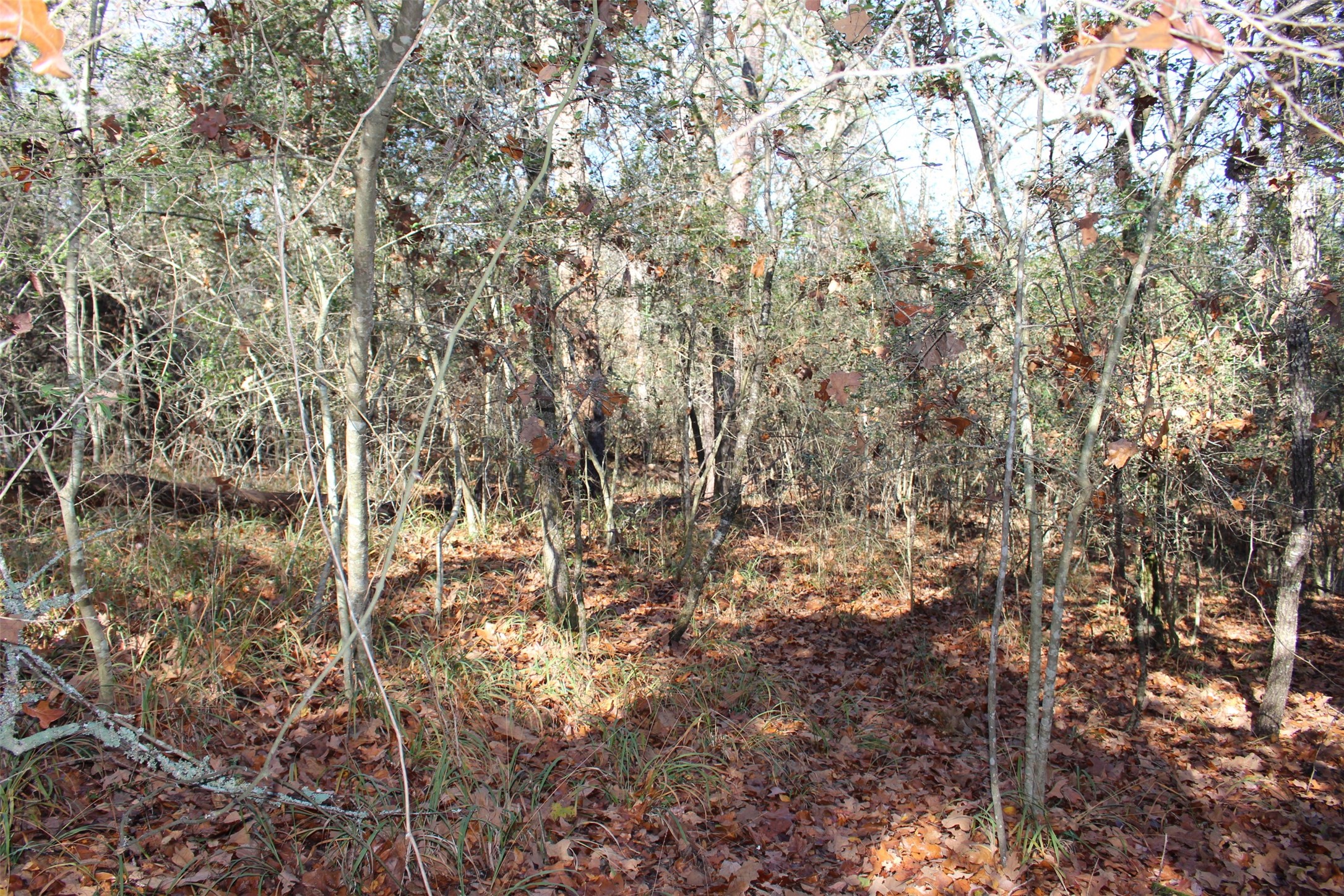 00 Forest Road Property Photo 10
