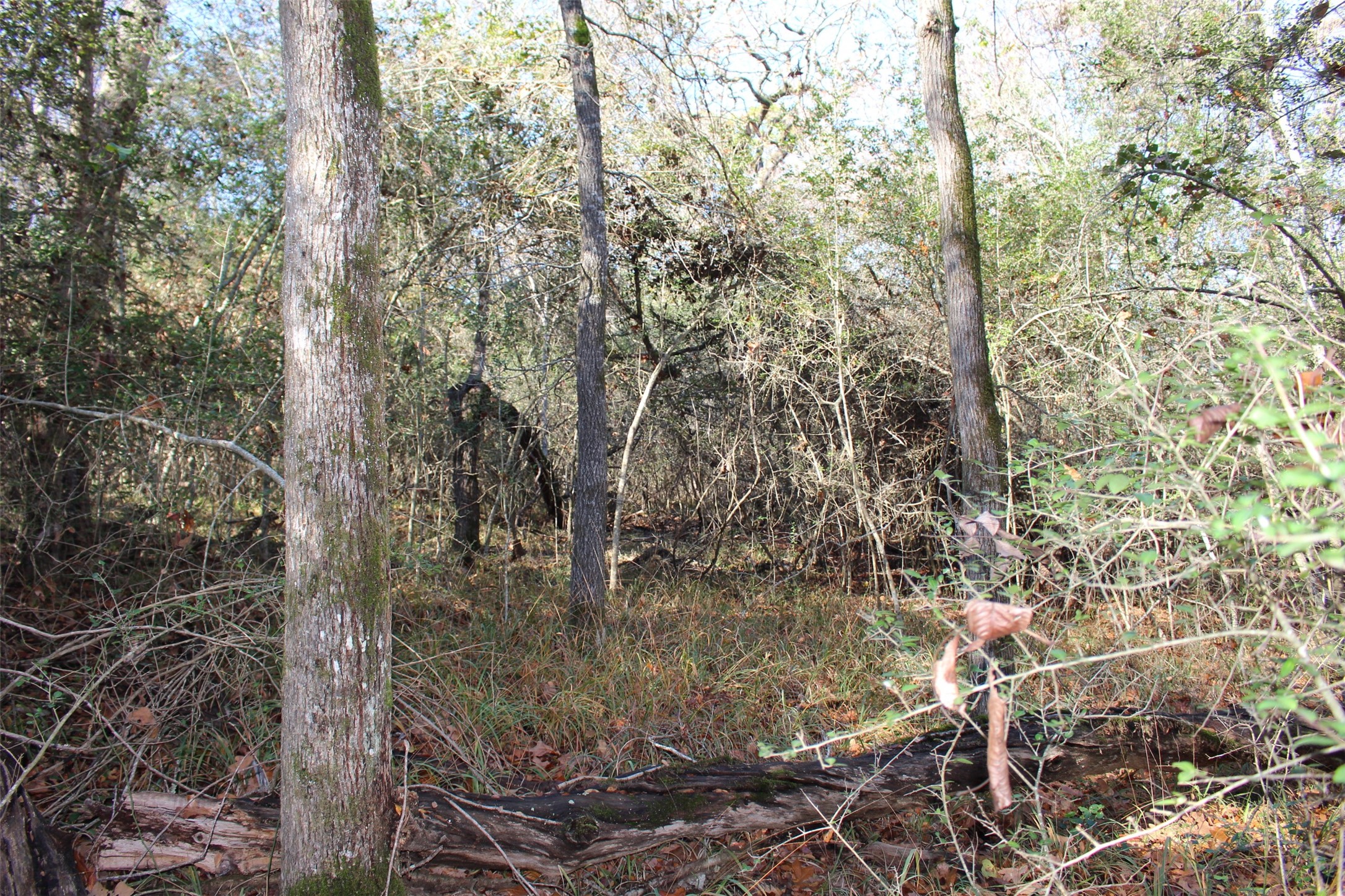 00 Forest Road Property Photo 11