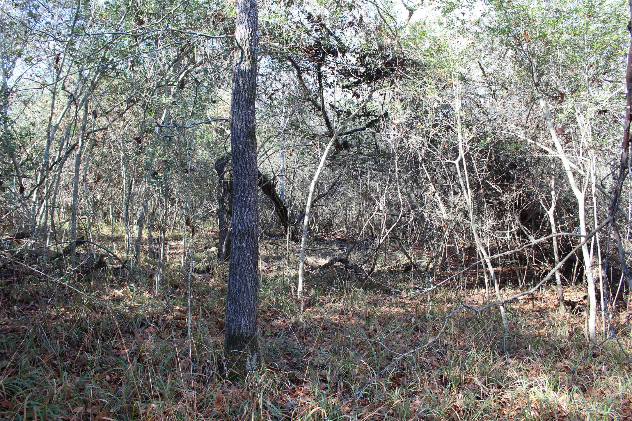 00 Forest Road Property Photo 13