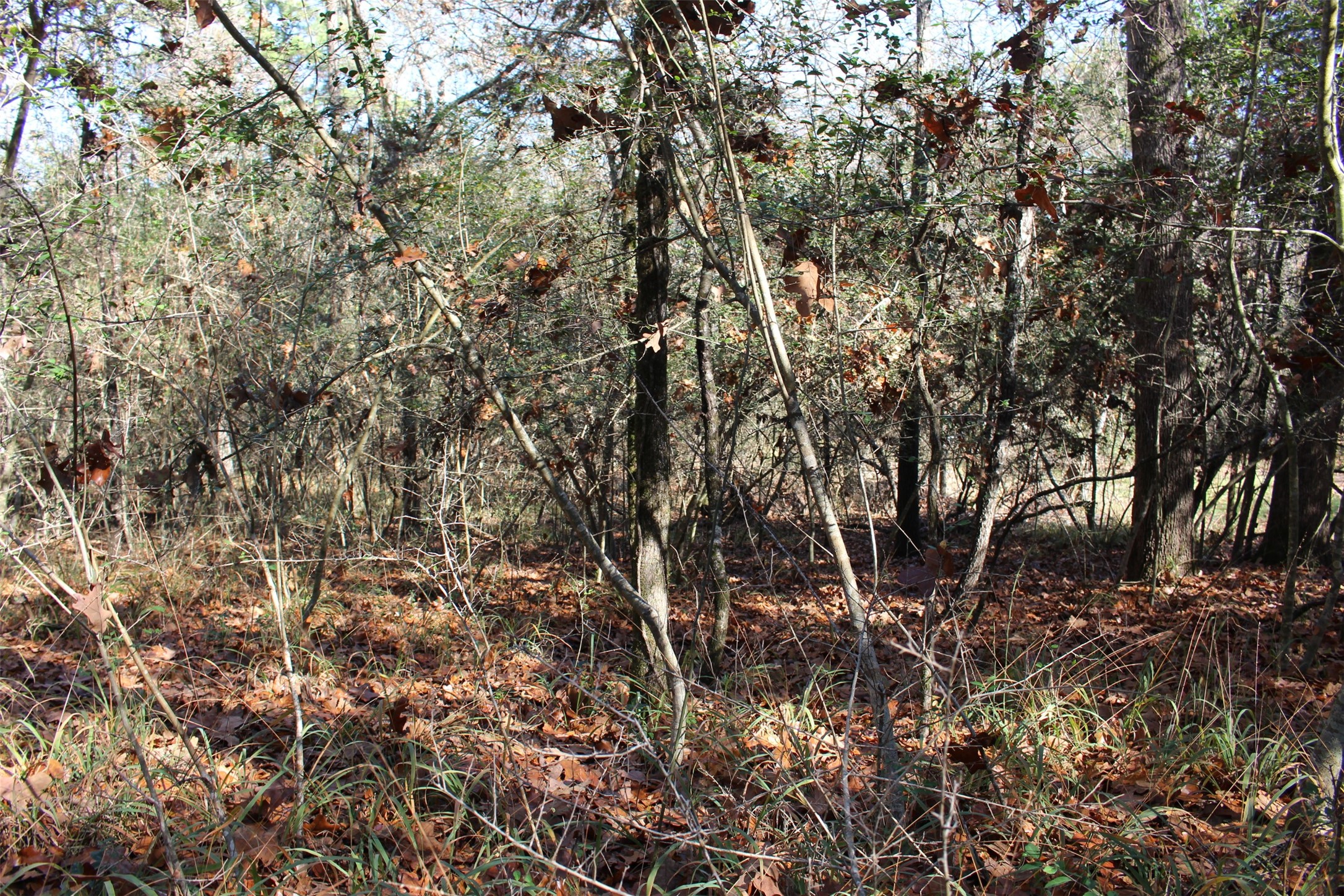 00 Forest Road Property Photo 14