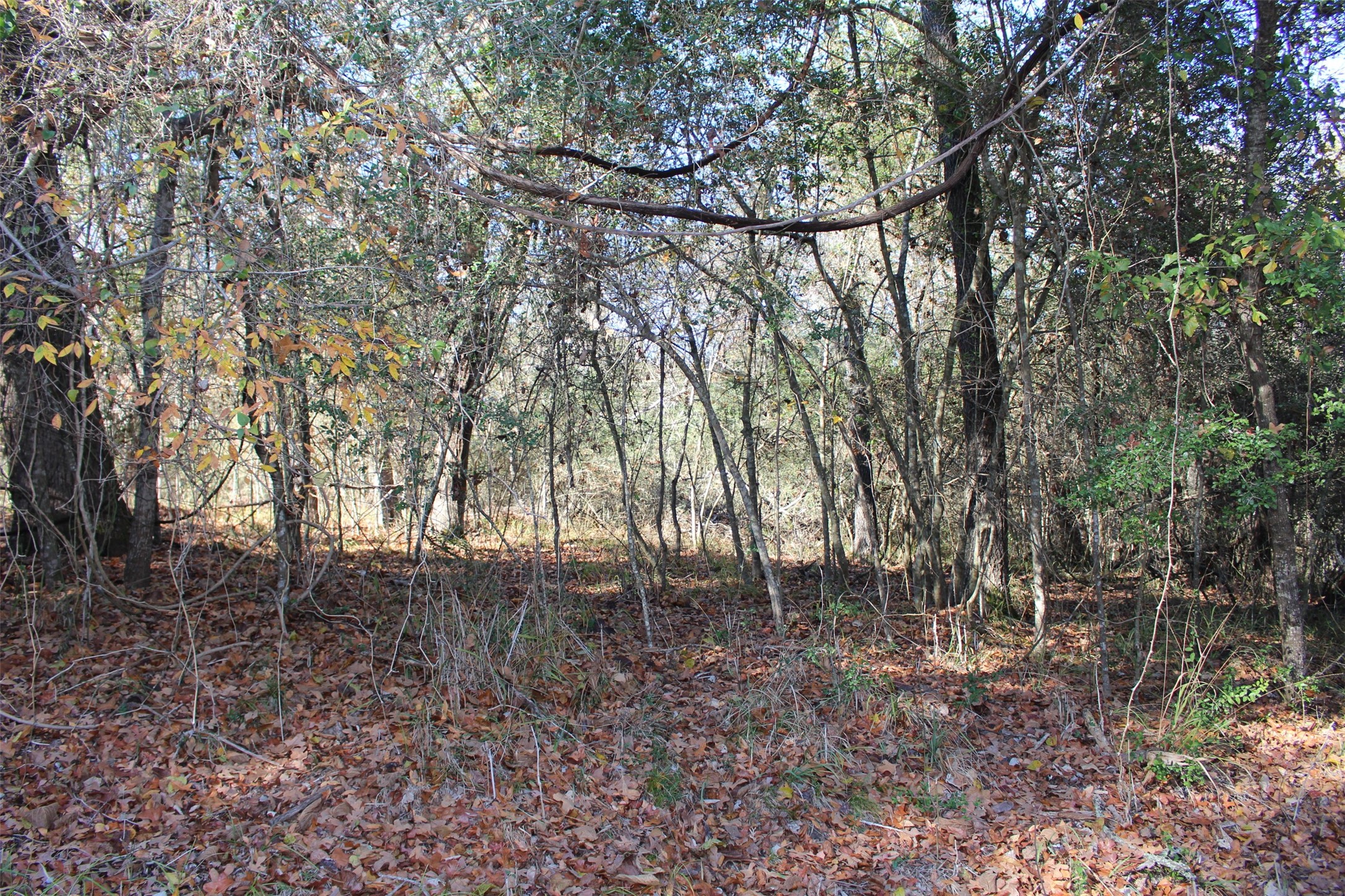 00 Forest Road Property Photo 15