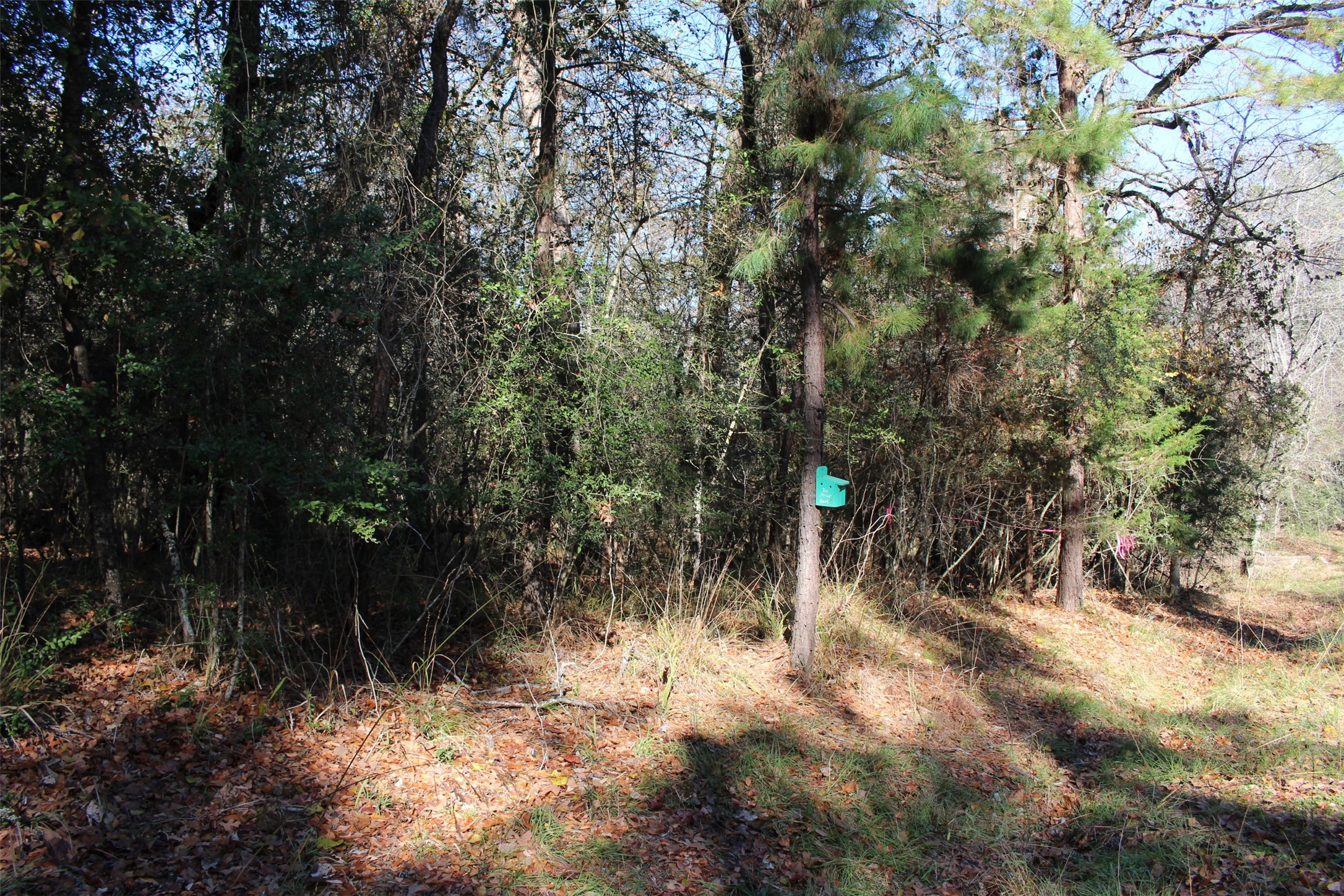 00 Forest Road Property Photo 16