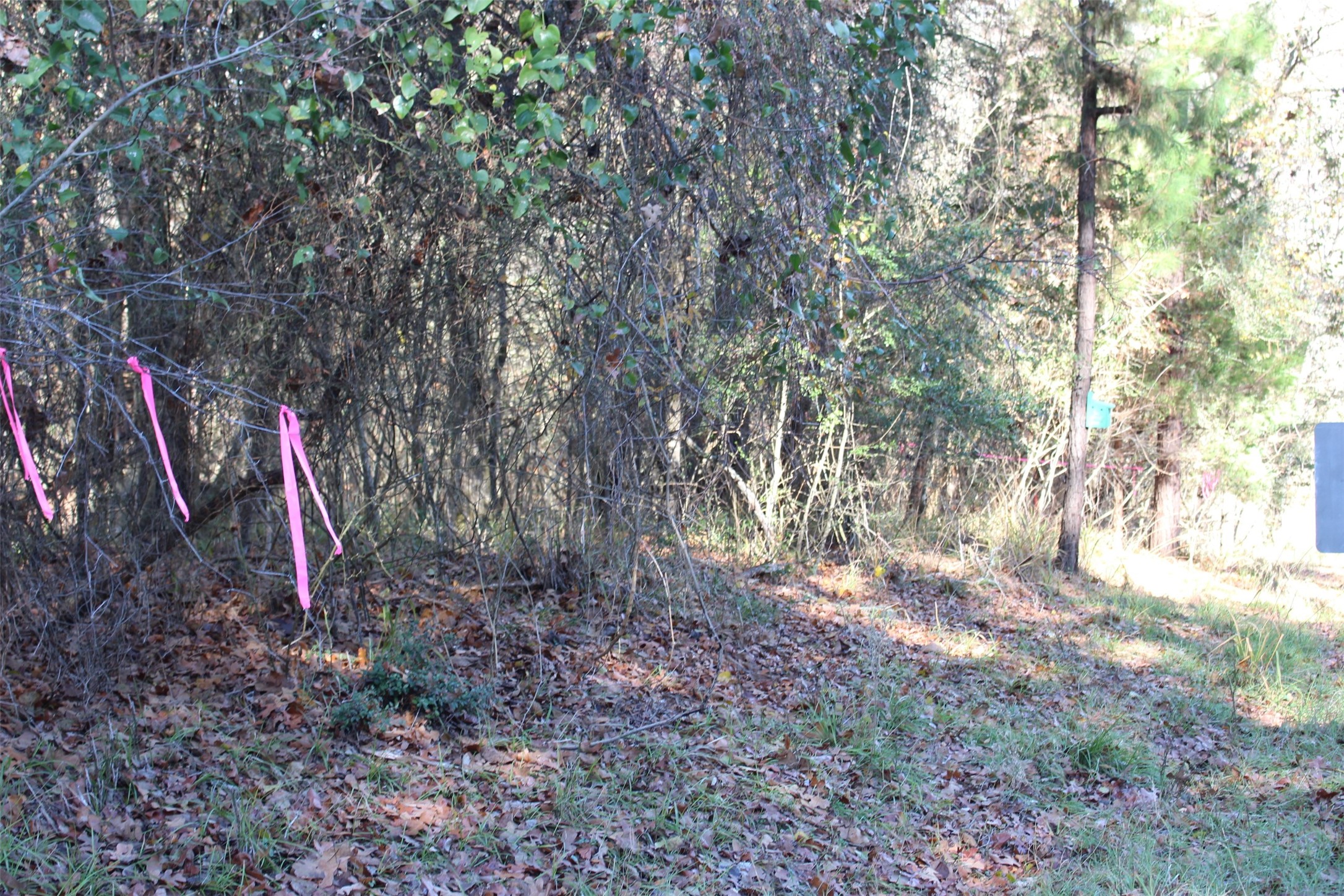00 Forest Road Property Photo 20
