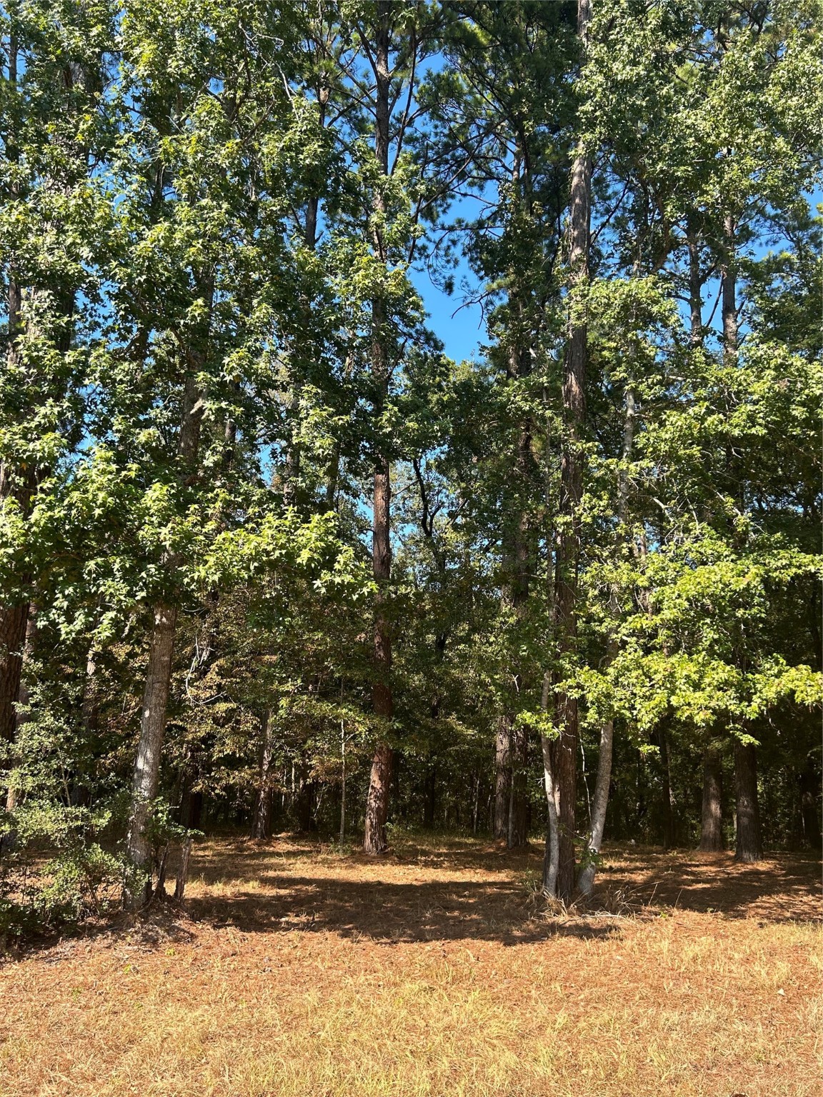 575859 Grand Pine Circle Property Photo 2