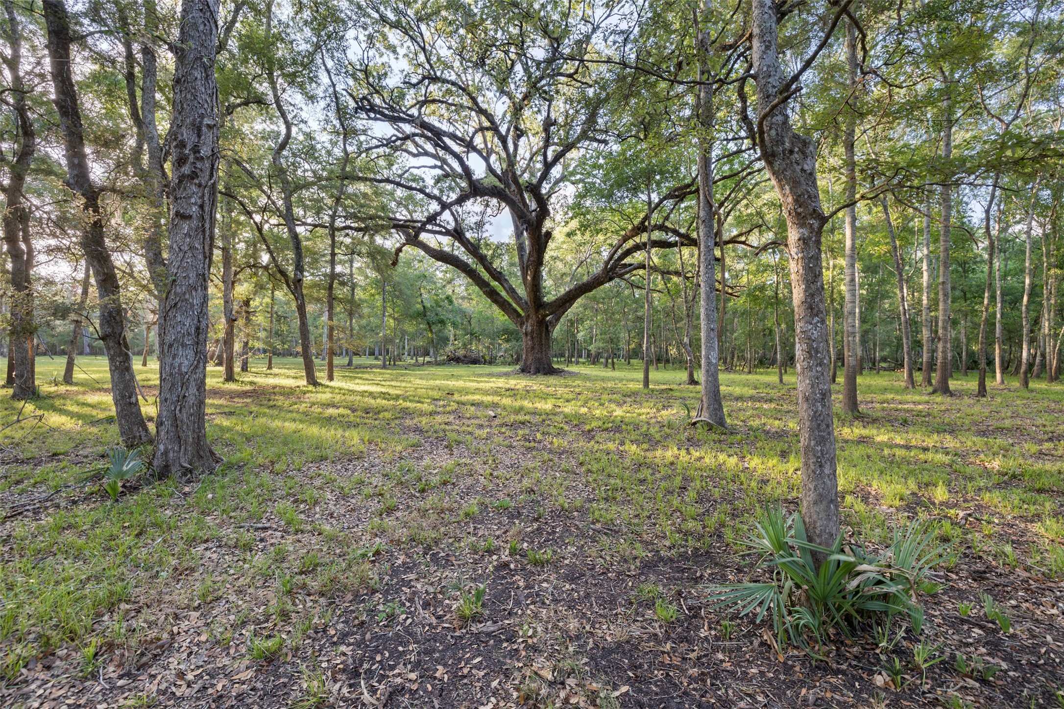 0 Fm 521 Road Property Photo 8