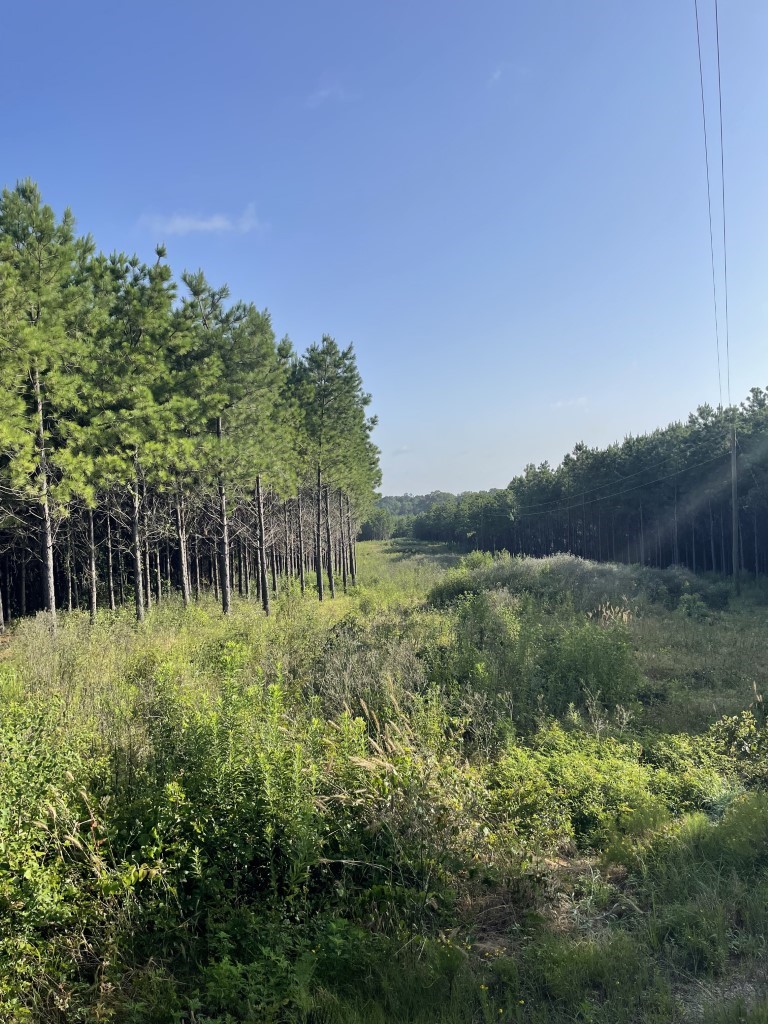 Tbd (lot 45) Cr 1060 Property Photo 2