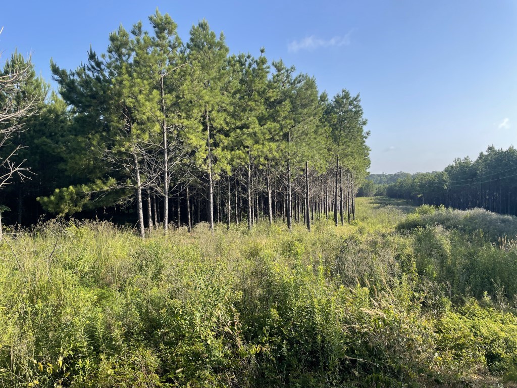 Tbd (lot 45) Cr 1060 Property Photo 3