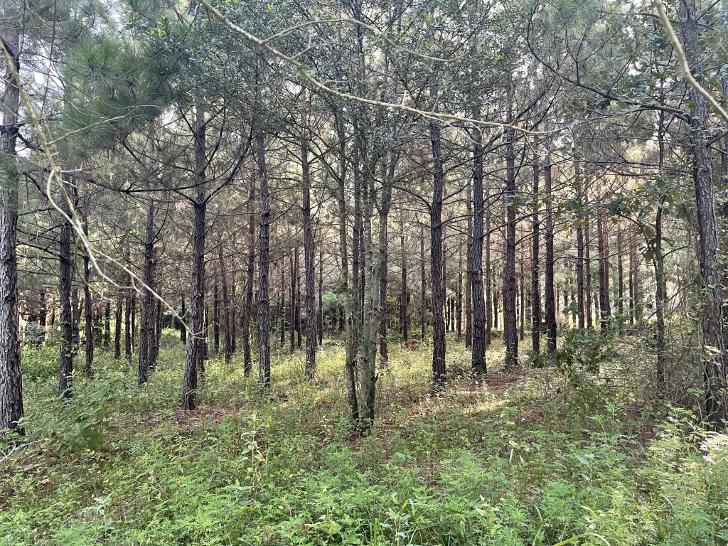 Tbd (lot 45) Cr 1060 Property Photo 7