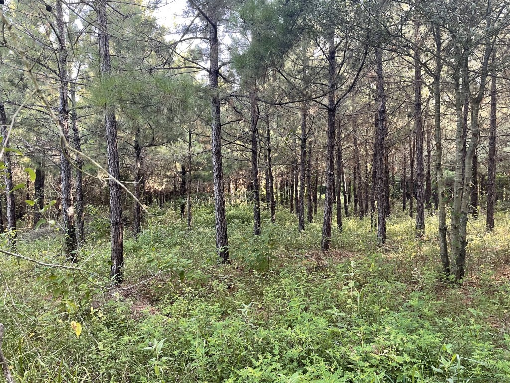 Tbd (lot 45) Cr 1060 Property Photo 8