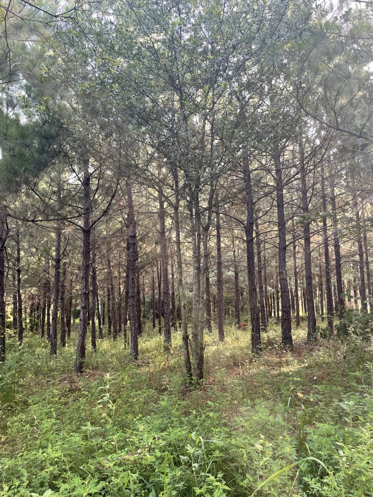 Tbd (lot 45) Cr 1060 Property Photo 9