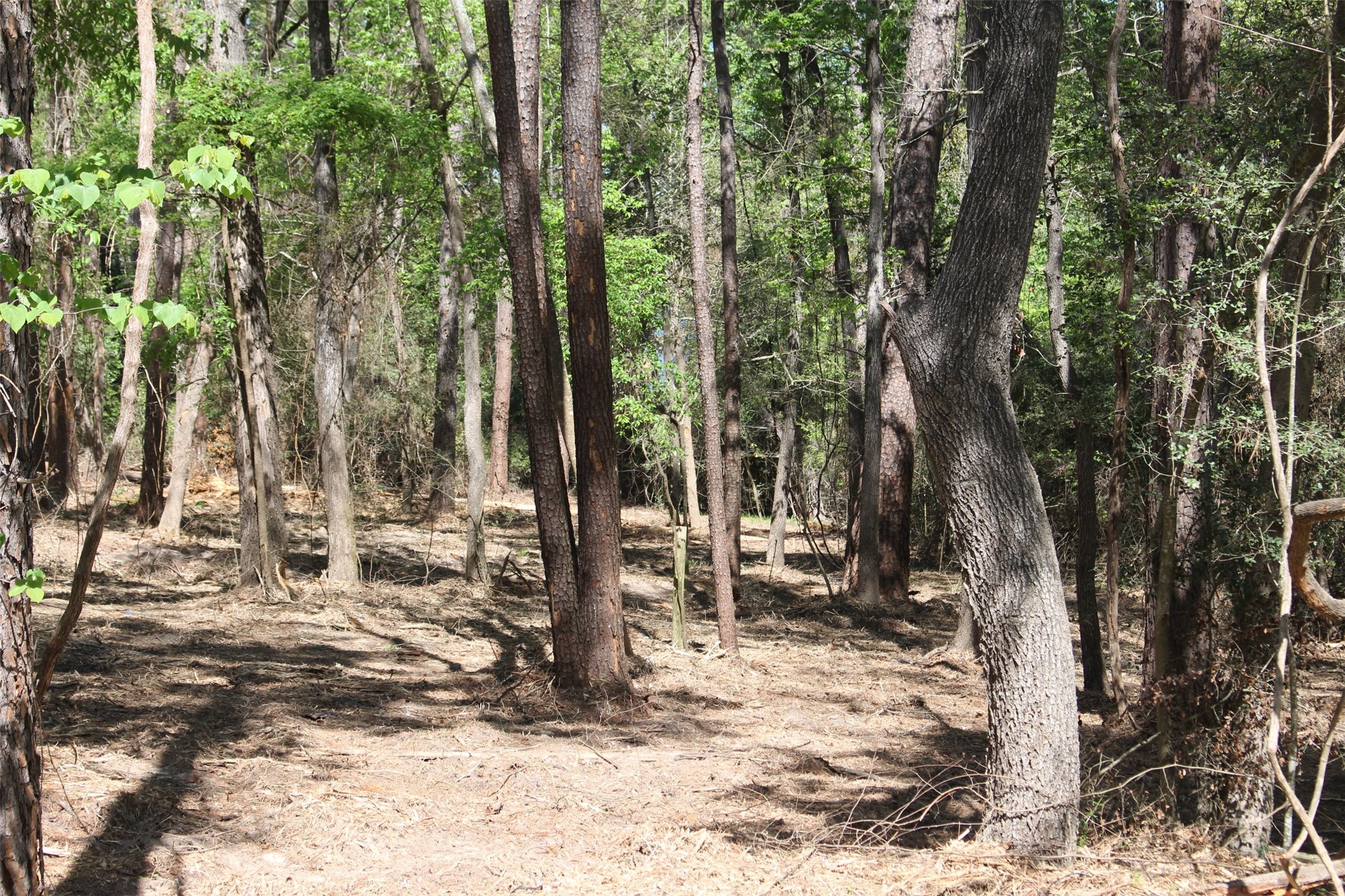 145 Crossed Arrows Property Photo 11