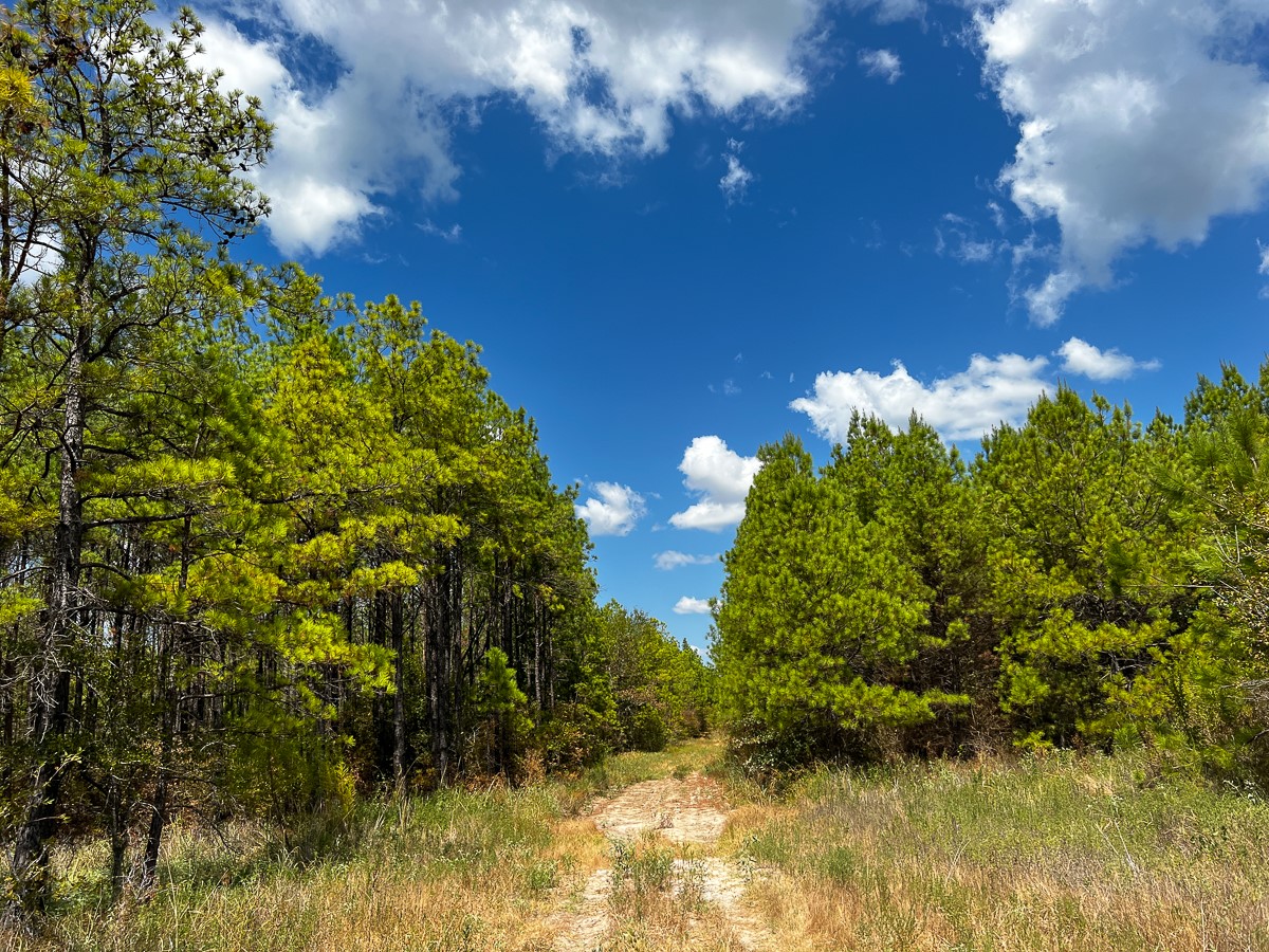 000 Off Lost Indian Camp Road Property Photo 3