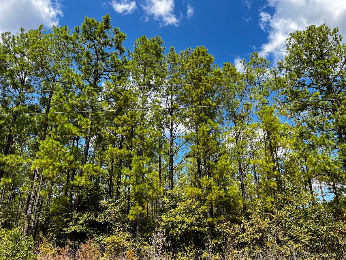 000 Off Lost Indian Camp Road Property Photo 4