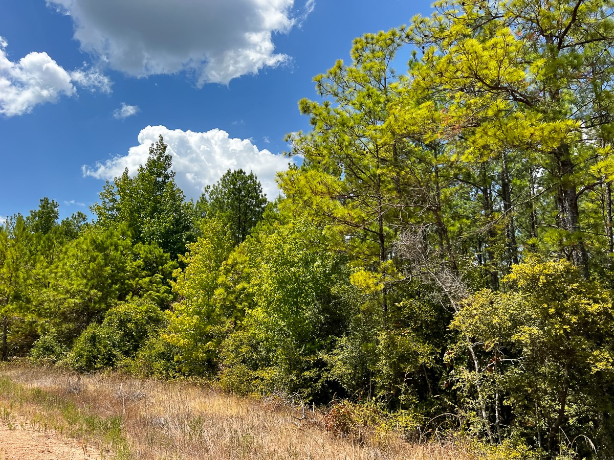 000 Off Lost Indian Camp Road Property Photo 15