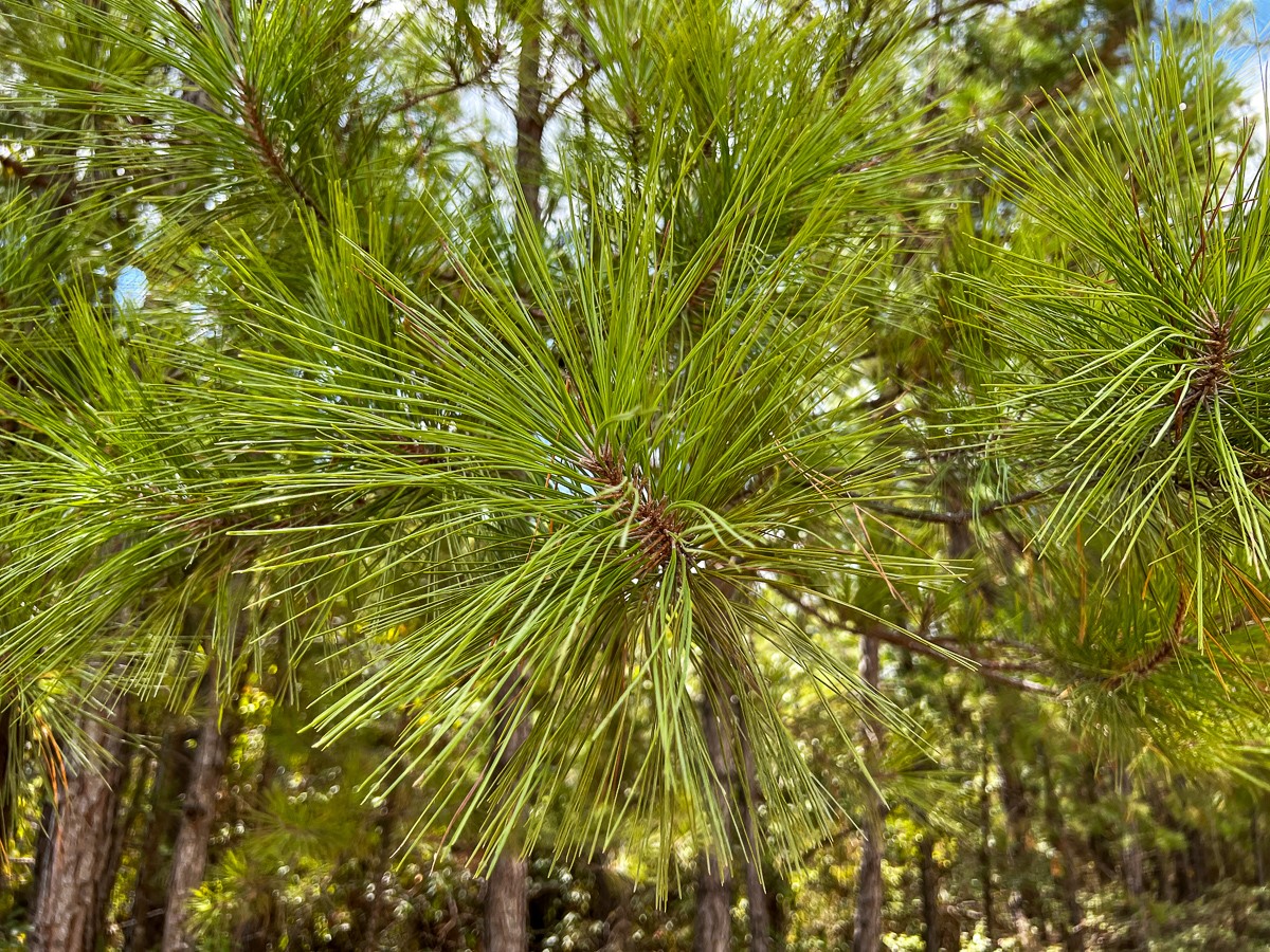 000 Off Lost Indian Camp Road Property Photo 16