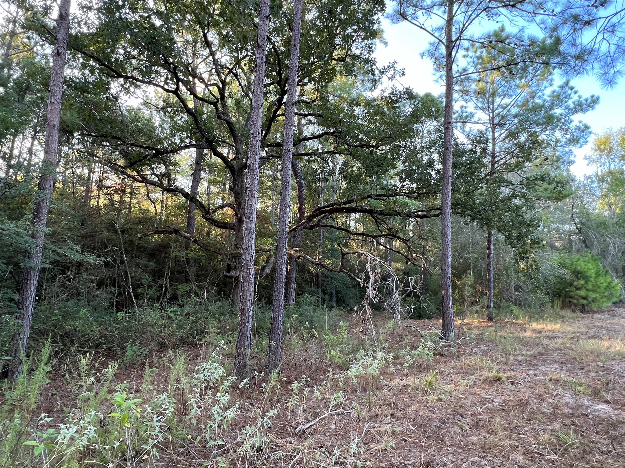 4604 Highway 105 E Property Photo 17