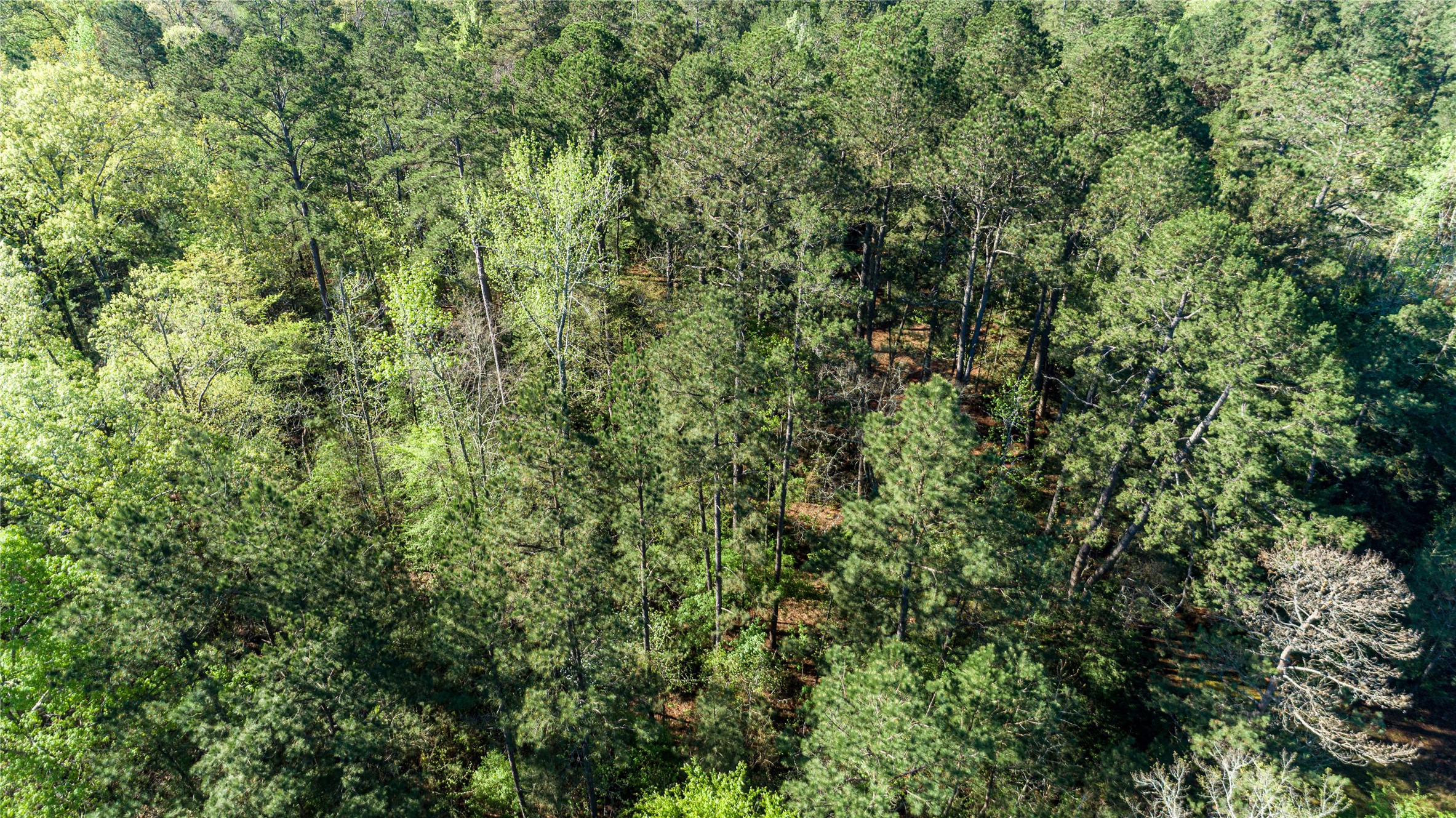 000 Hwy 49 Property Photo 40