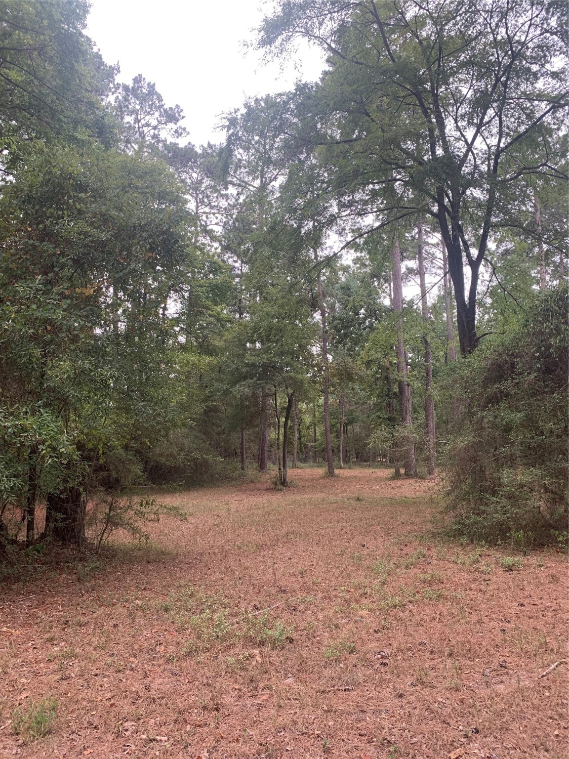 TBD Oak Pine Drive Property Photo 1