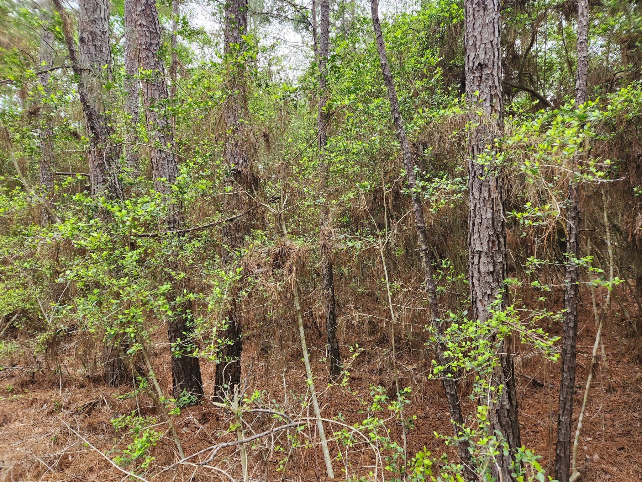 Lot 25 North Council Drive Property Photo 6