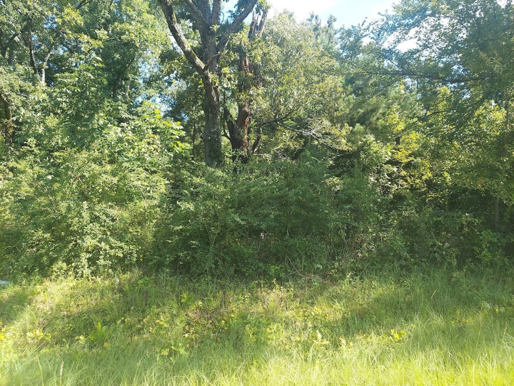 0 Fm 449 Lot 441 Property Photo 1